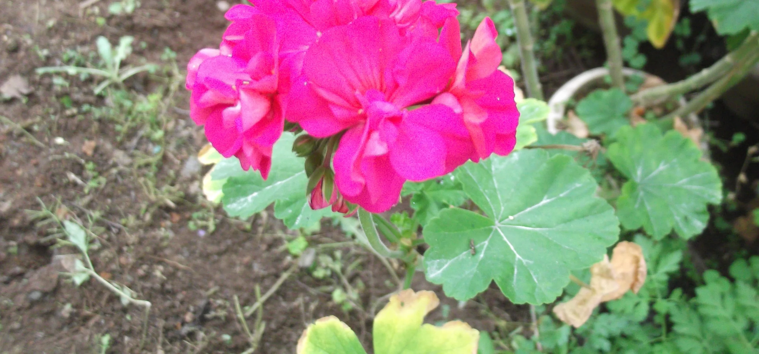 Zonal Geranium