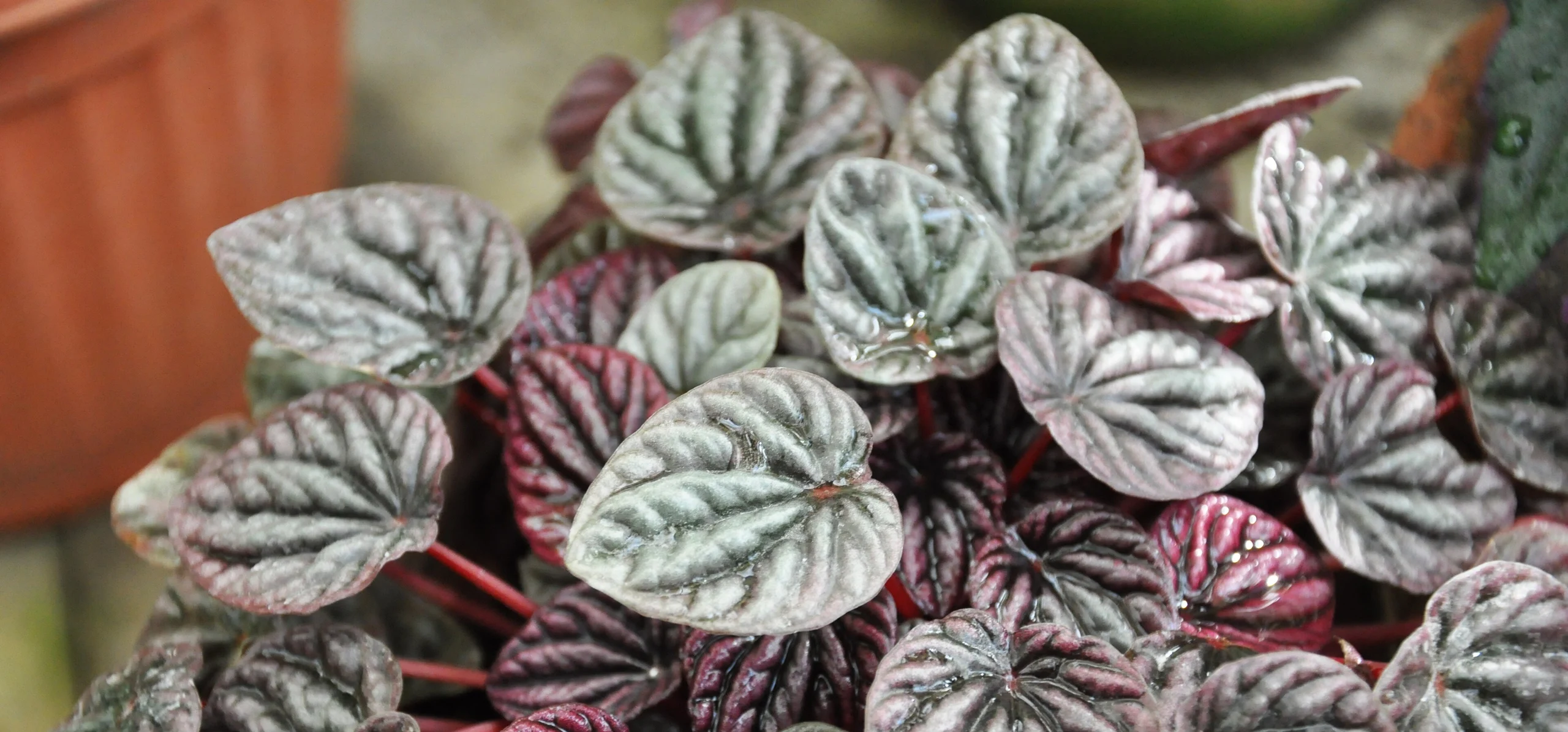 Emerald Ripple Peperomia