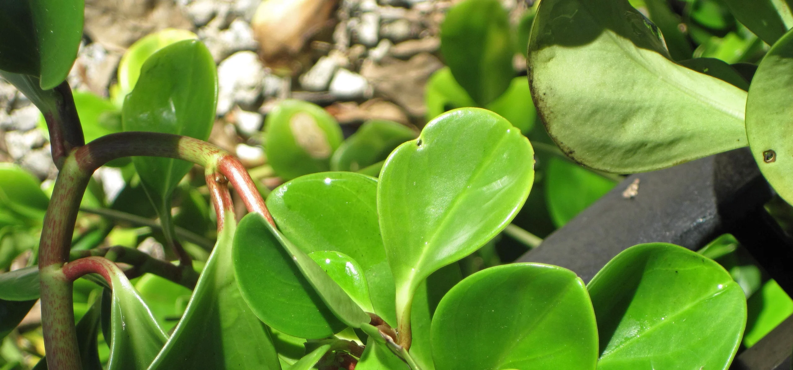 Baby Rubber Plant