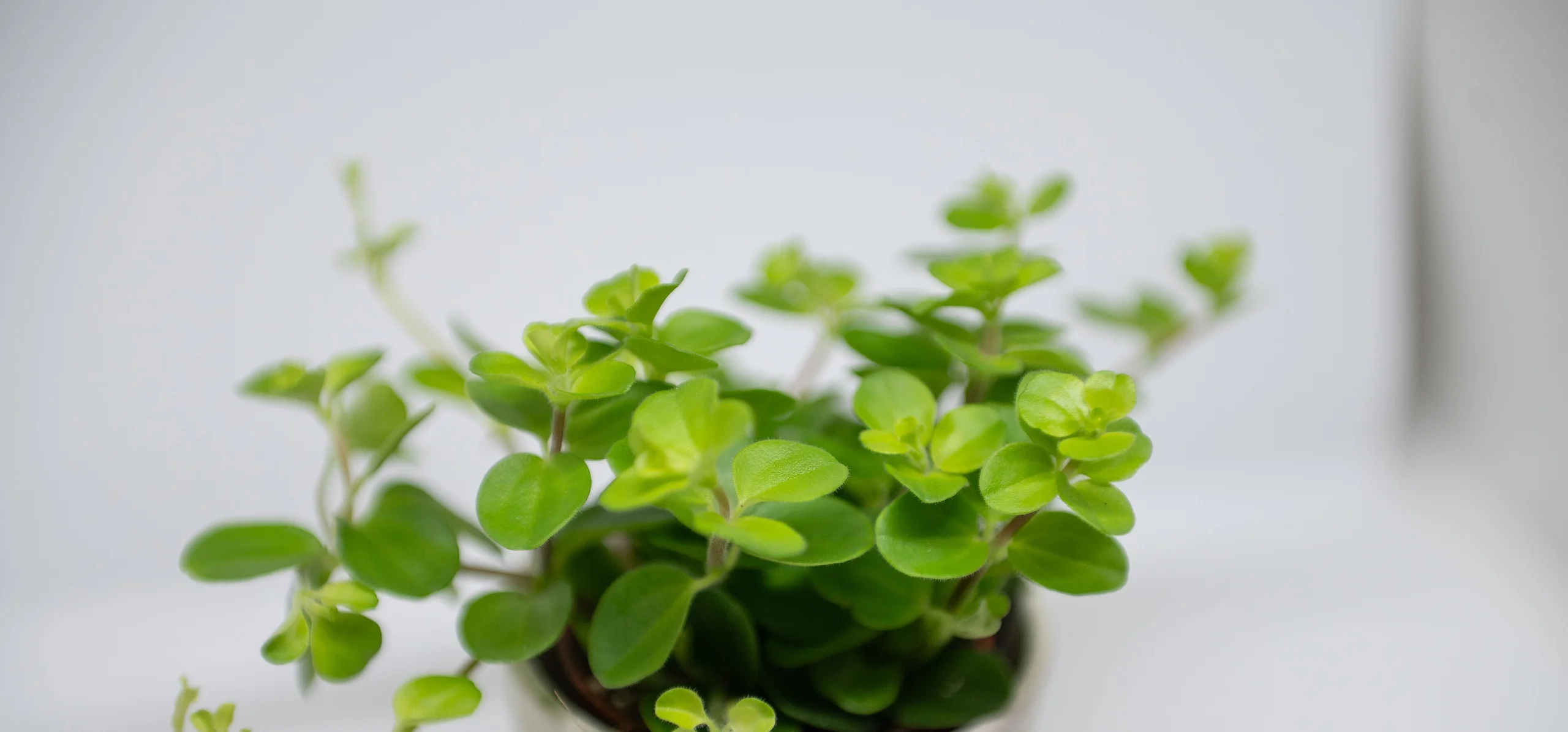 Trailing Jade Peperomia