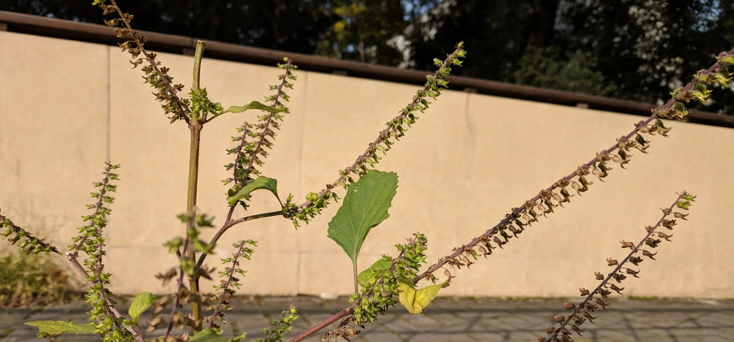 Shiso
