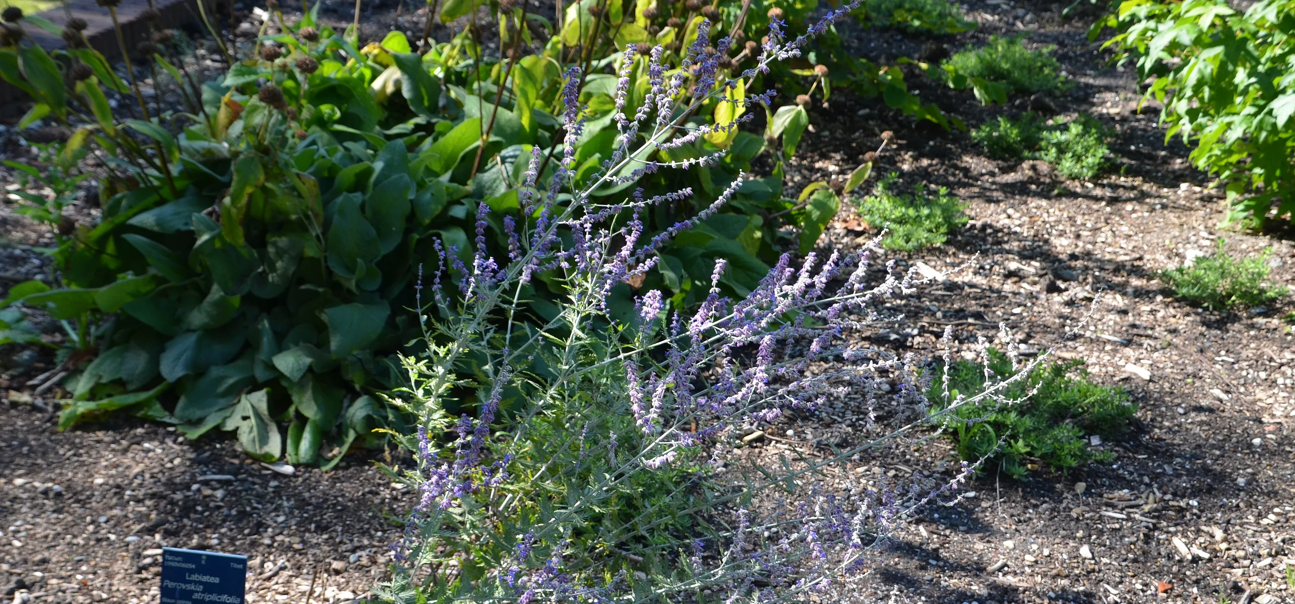 Russian Sage