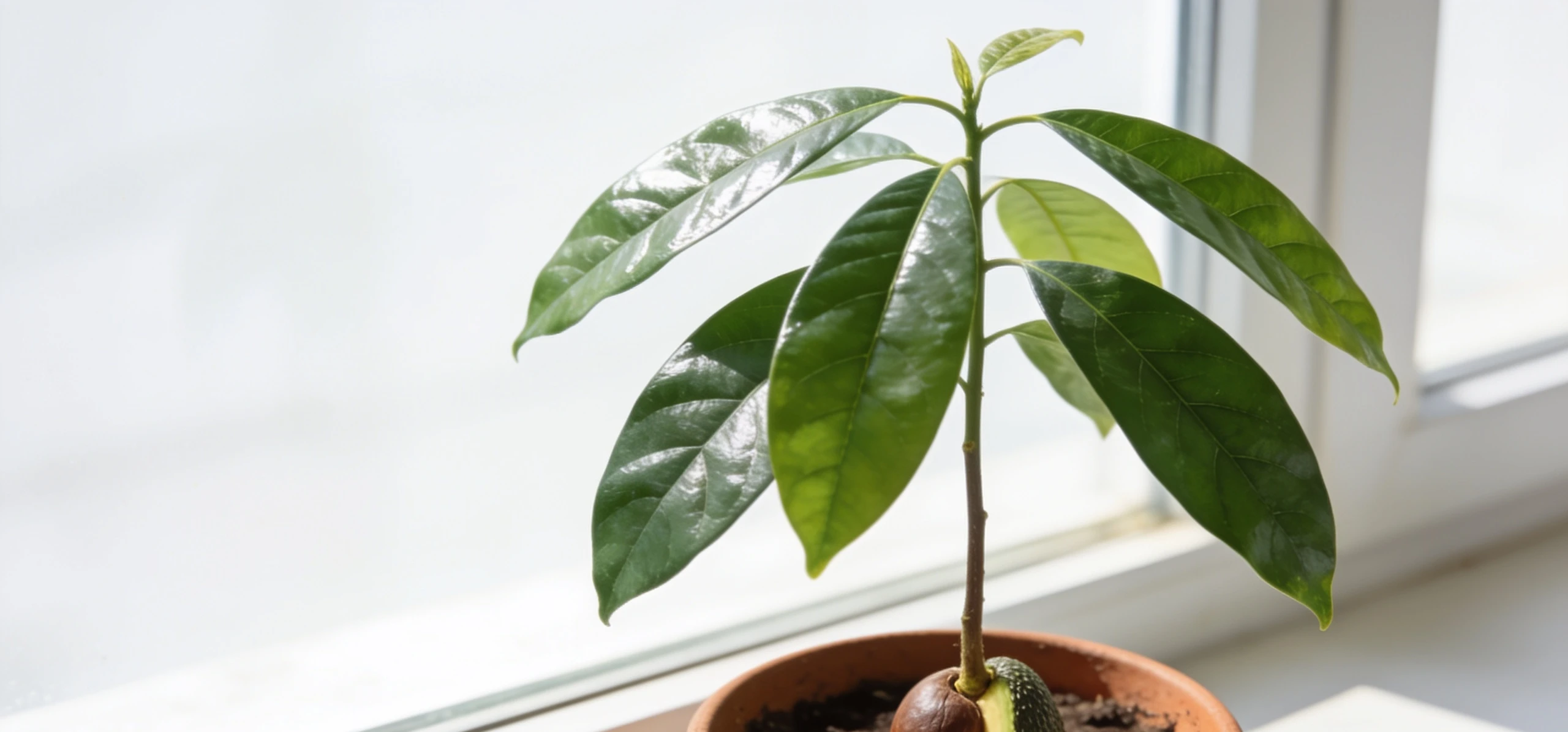 Avocado