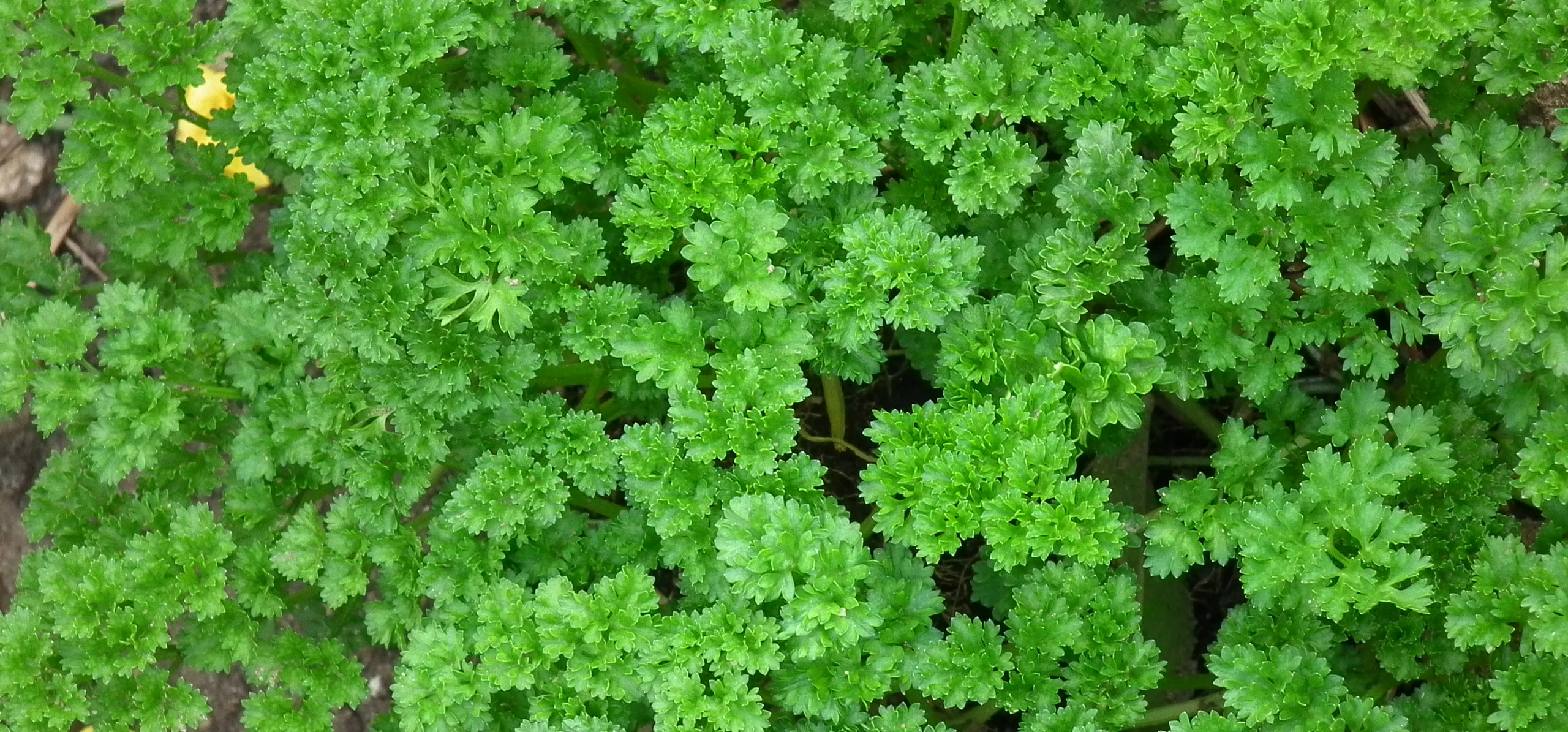 Parsley