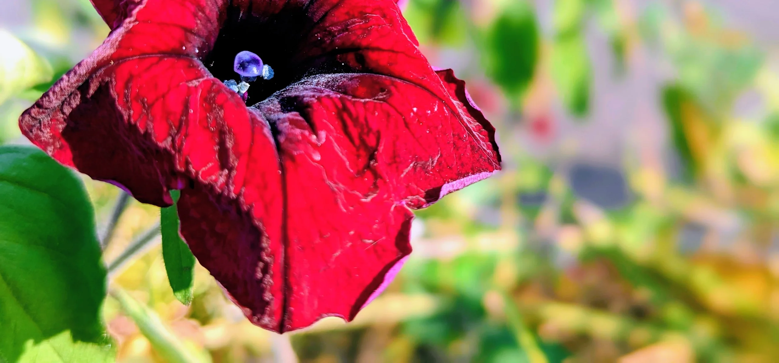 Petunia