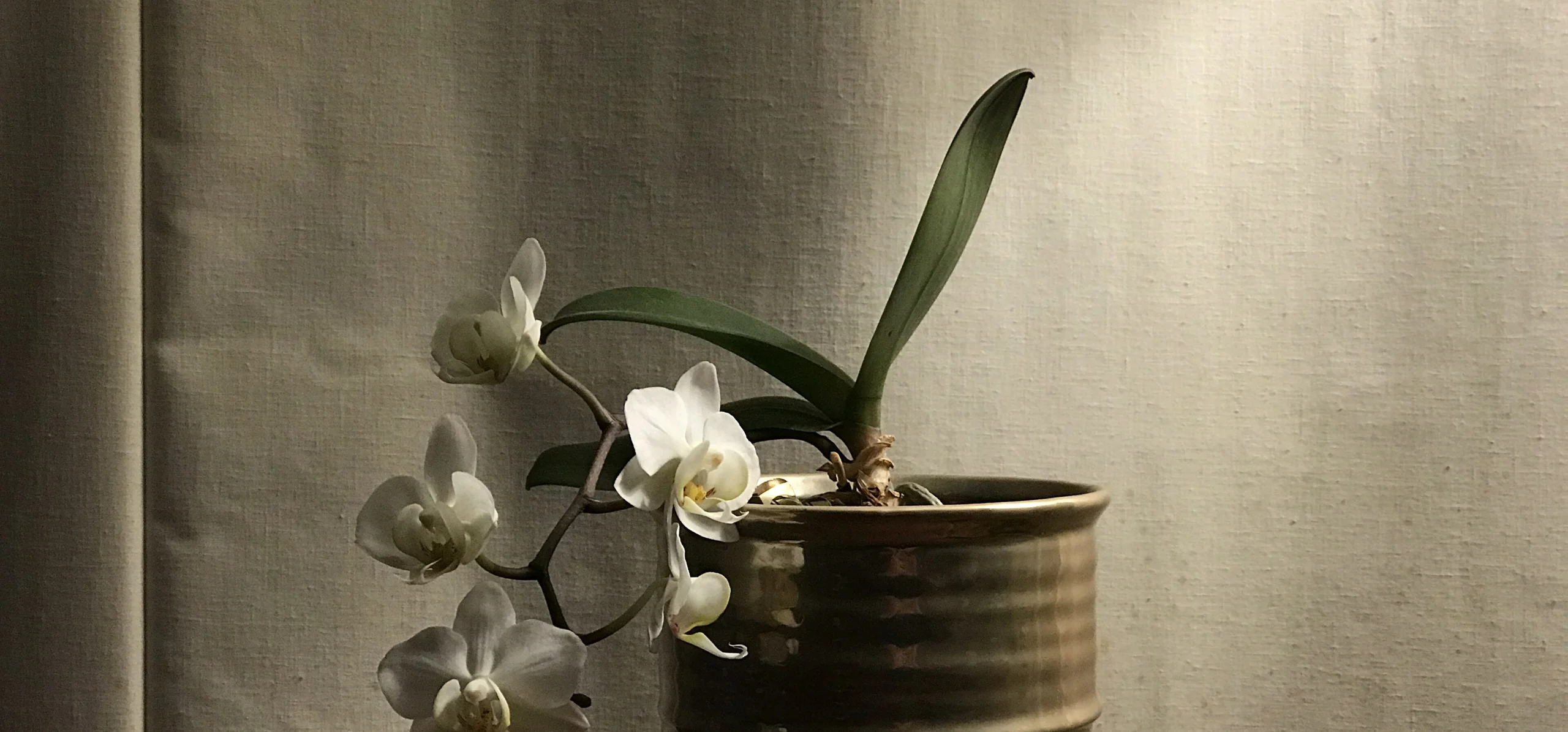 Moth Orchid