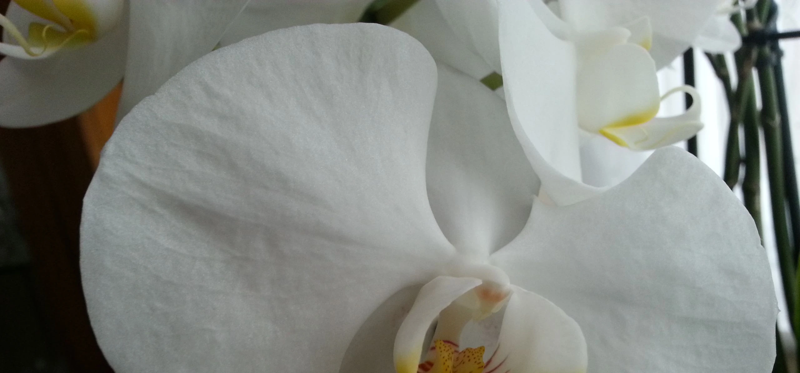 Phalaenopsis Aphrodite