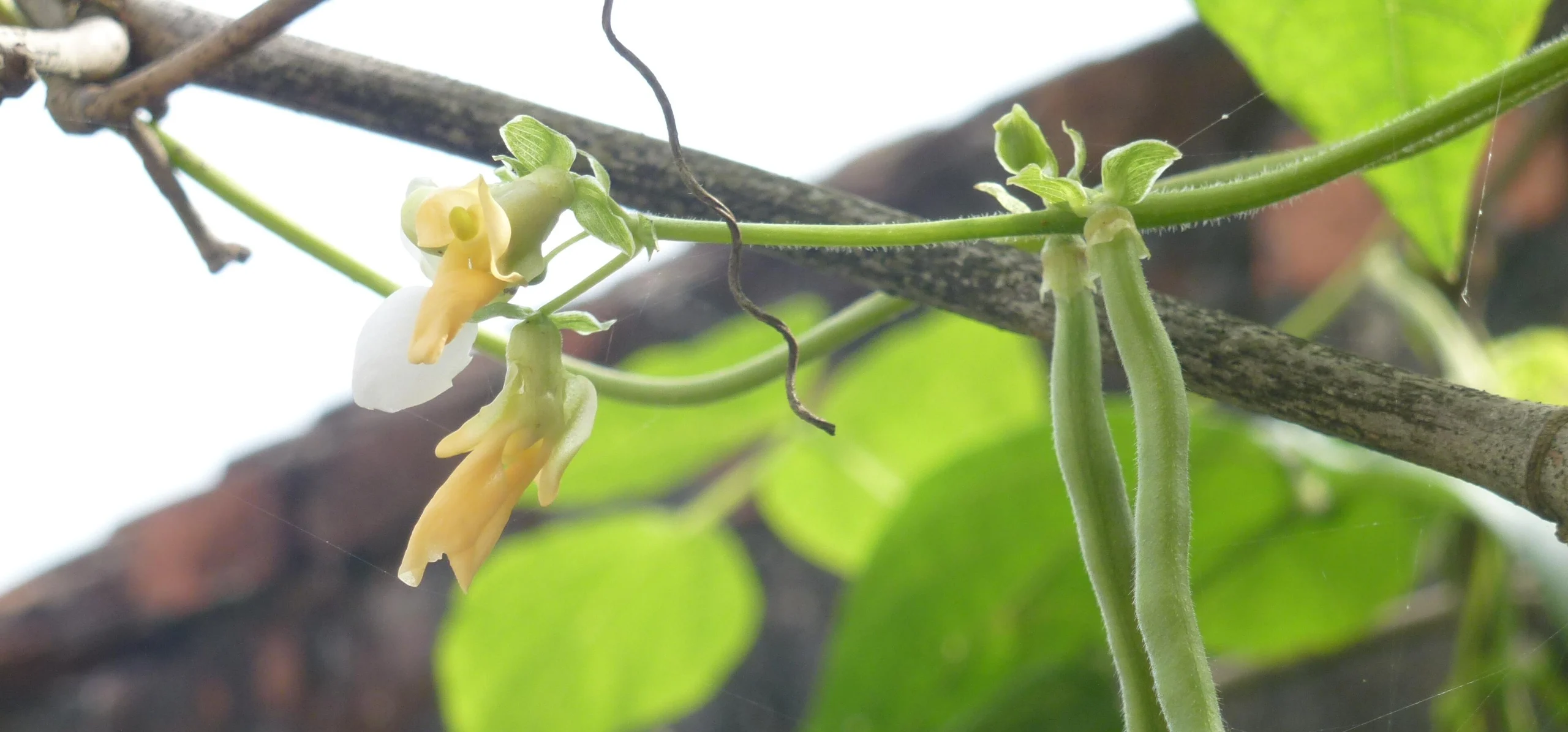 Common Bean