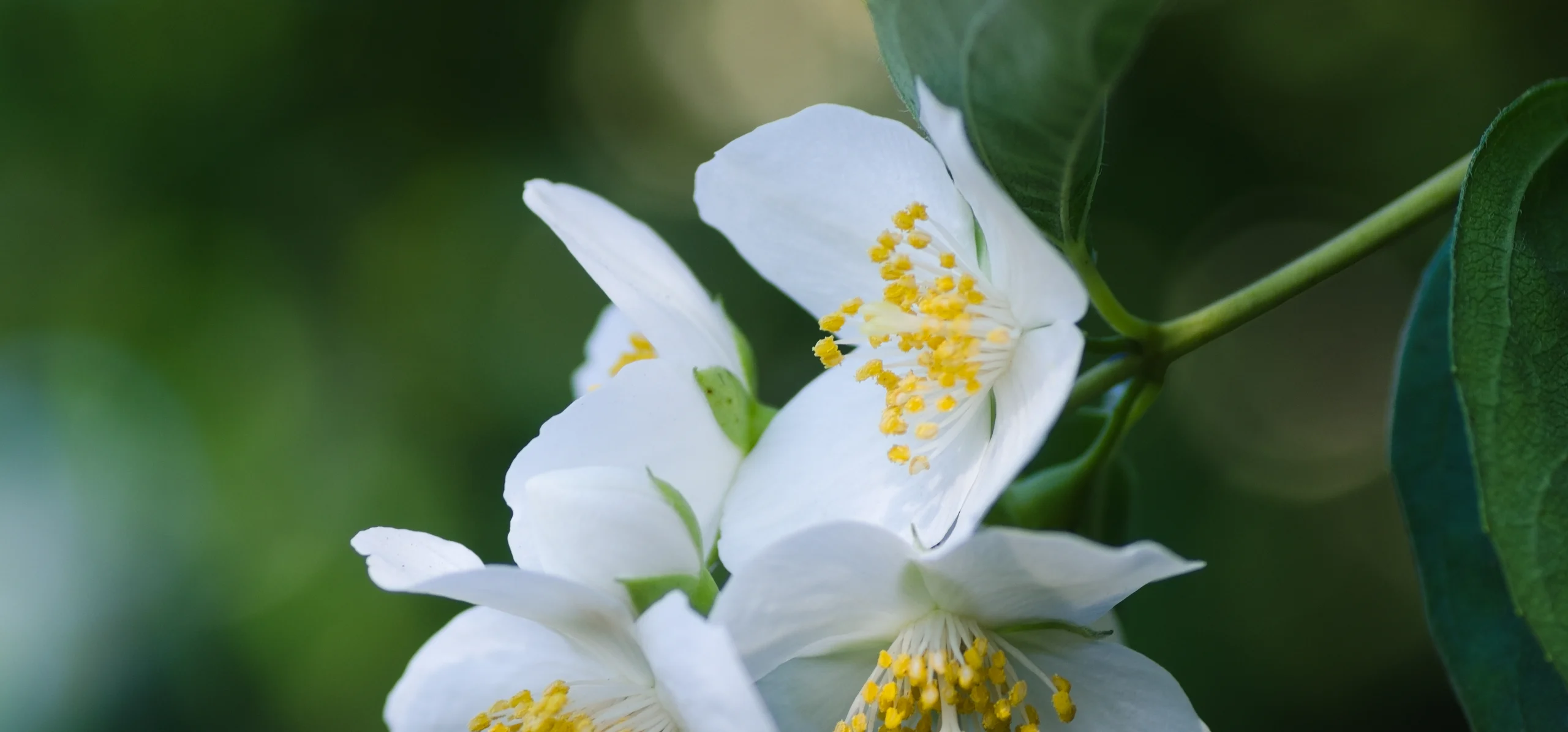 Sweet Mock Orange