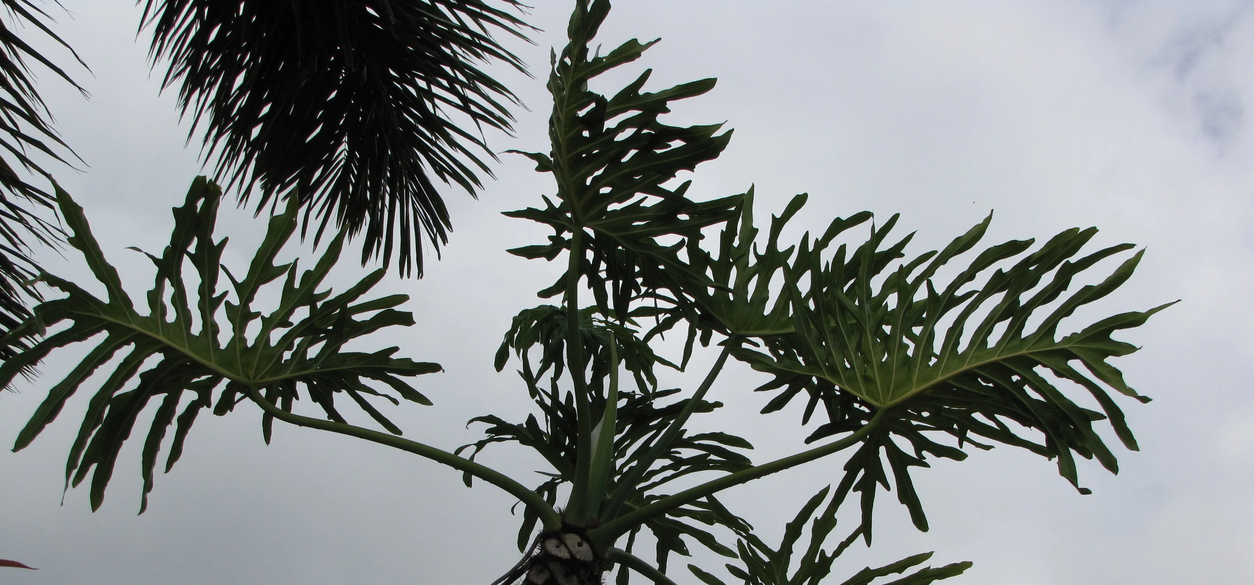 Tree Philodendron