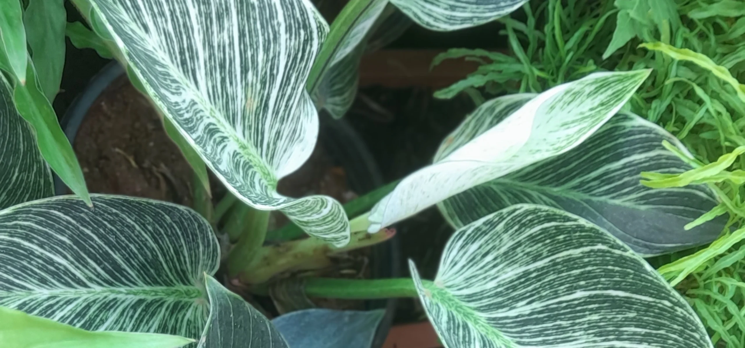 Philodendron Birkin