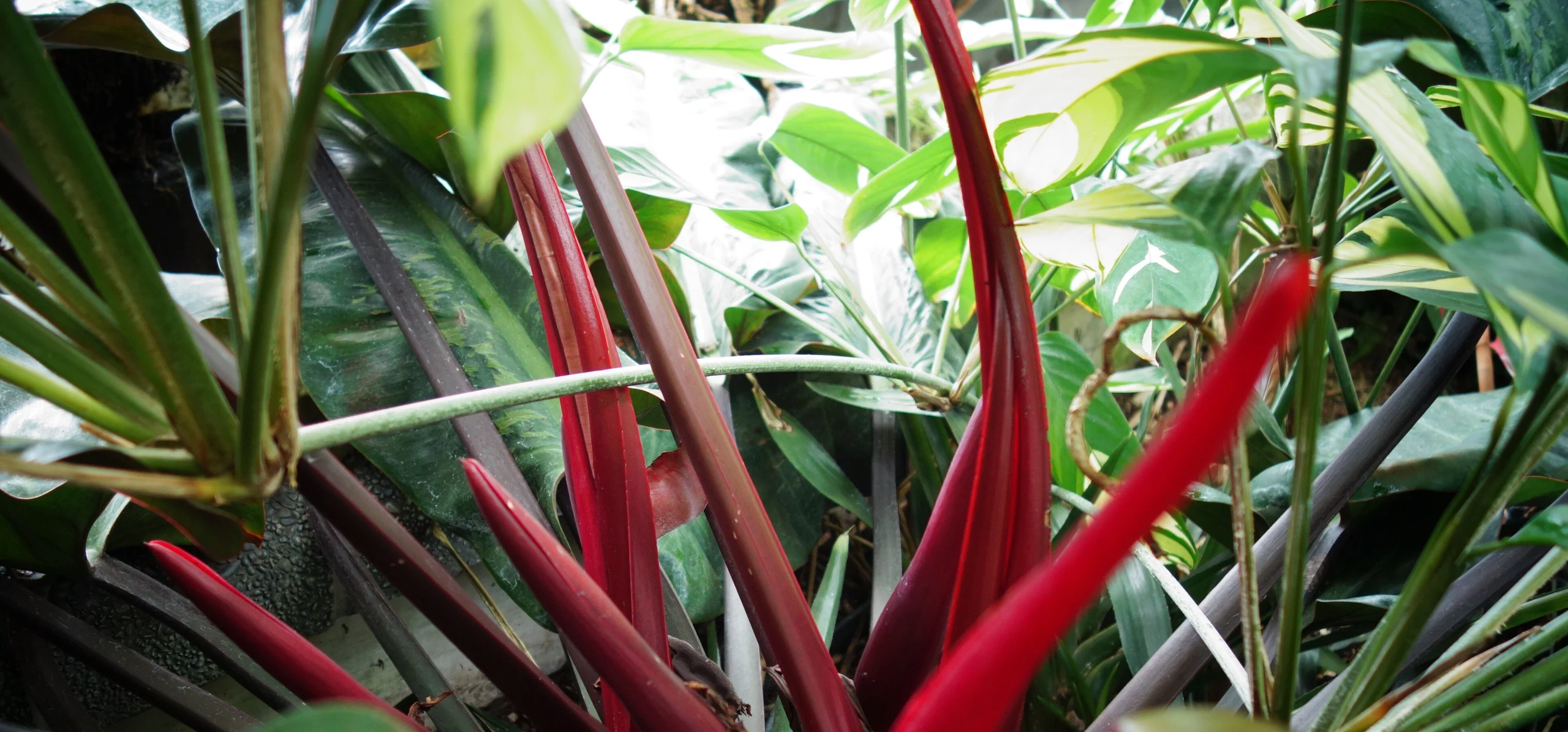 Blushing Philodendron