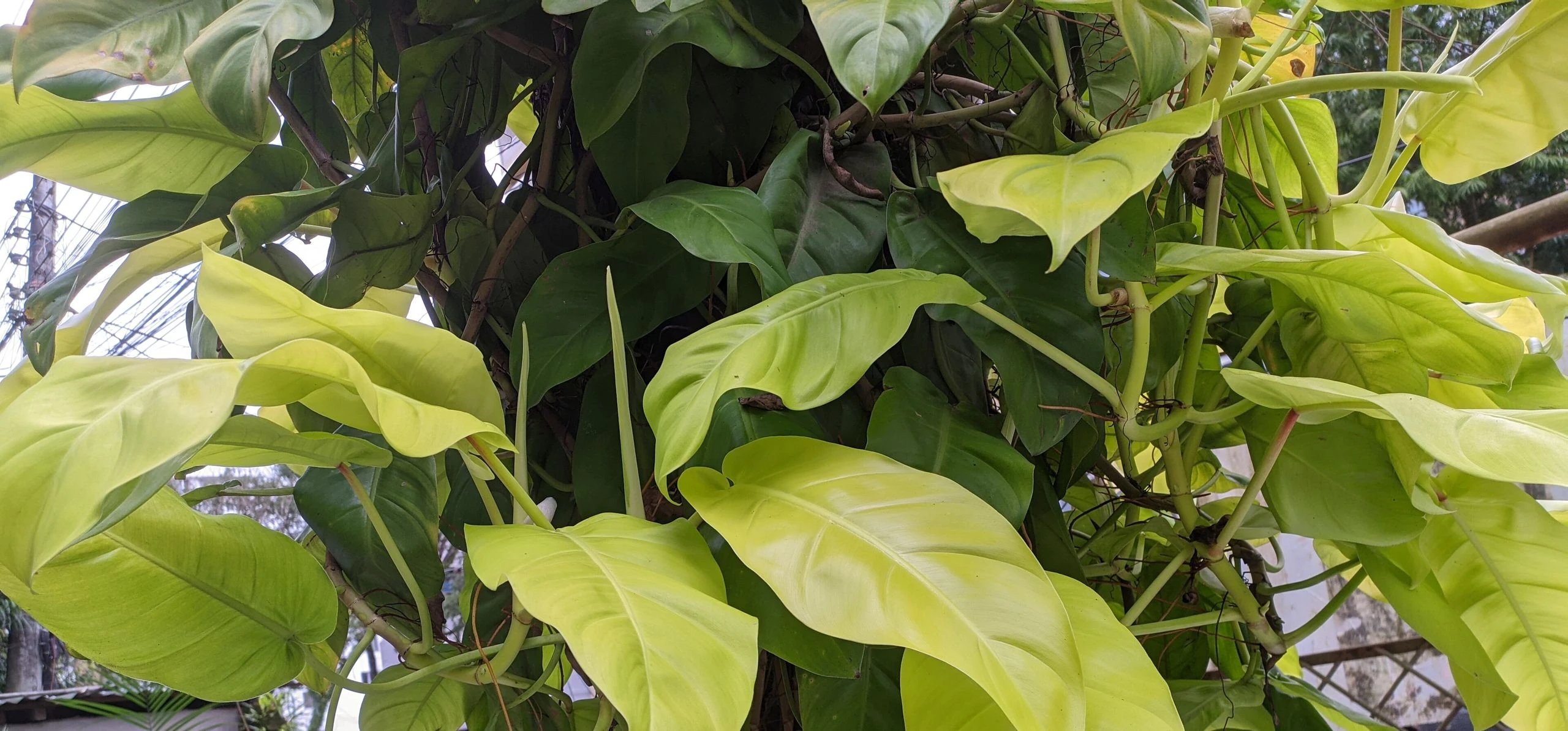 Heartleaf Philodendron