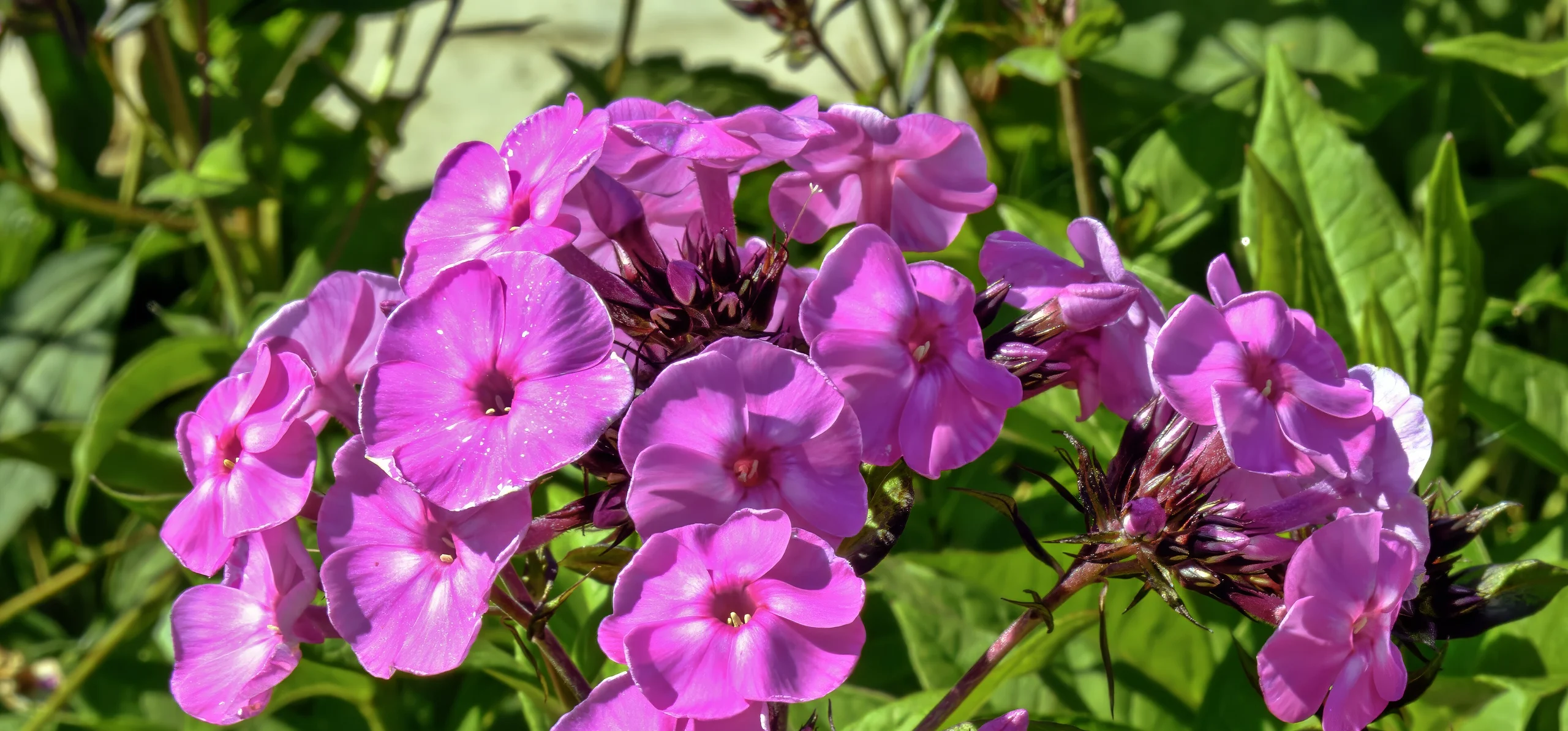 Garden Phlox