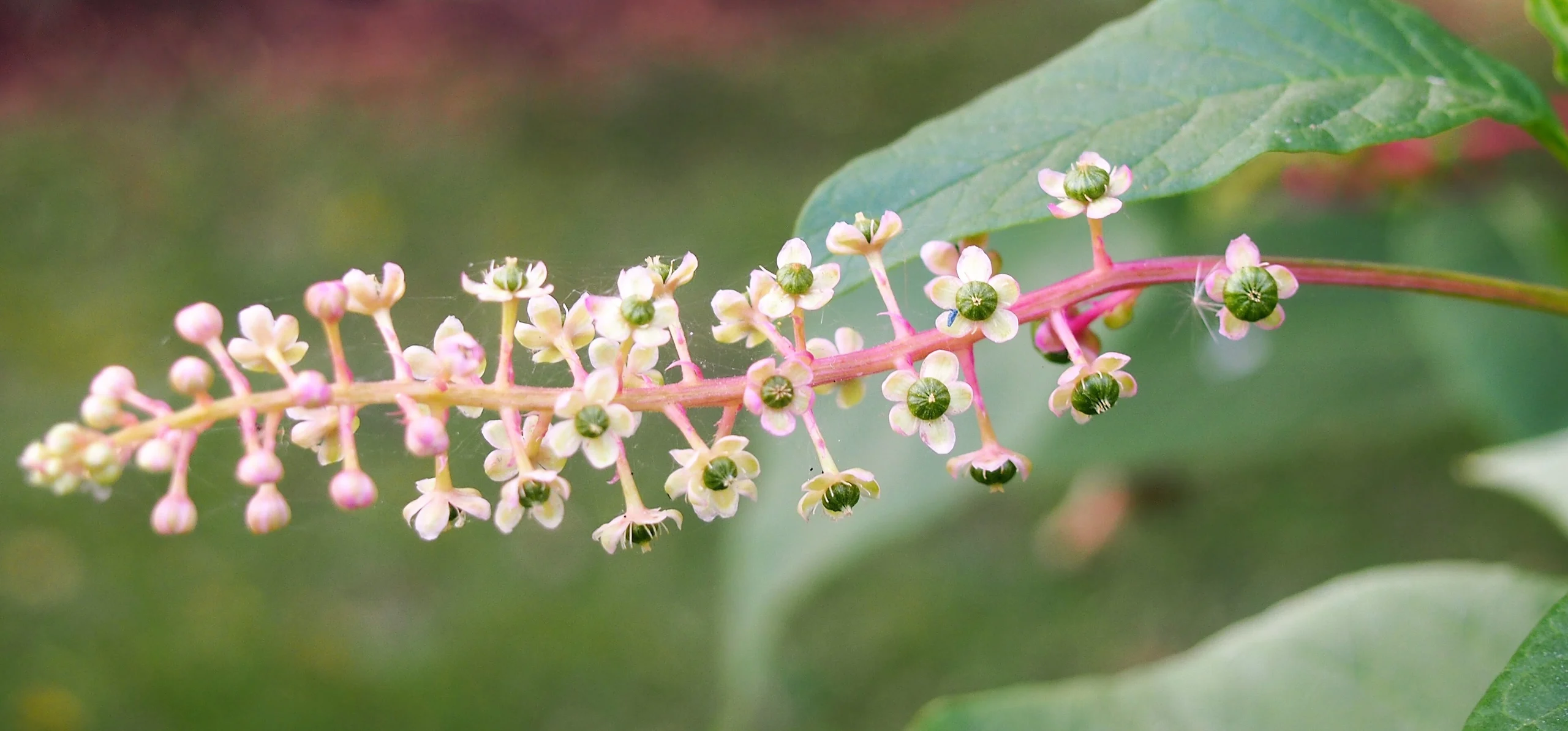 American Pokeweed