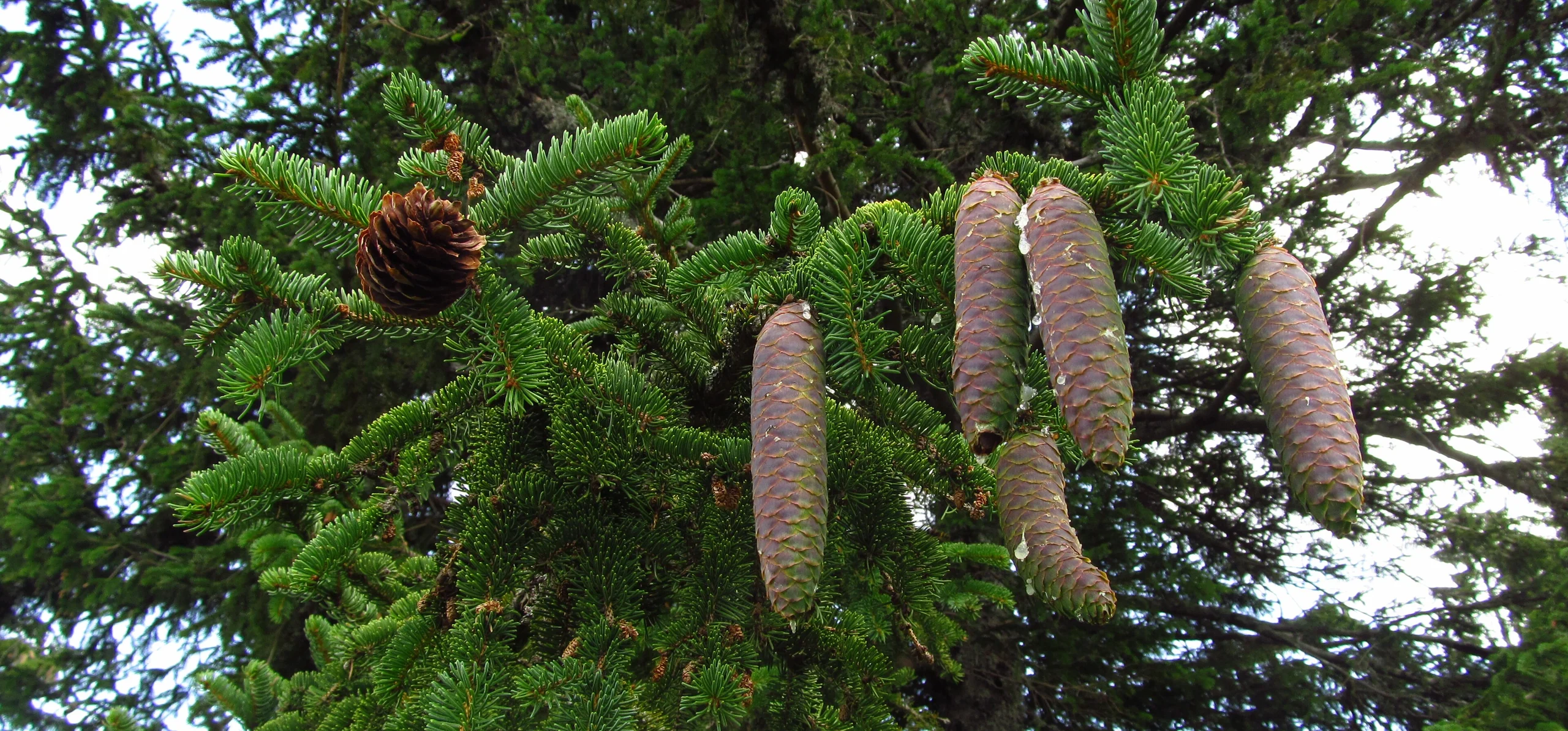 Norway Spruce
