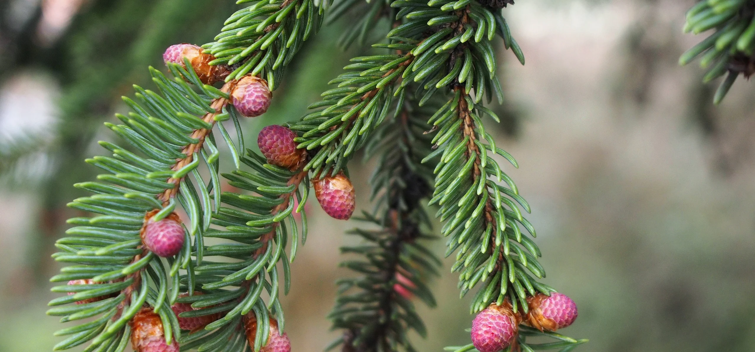 White Spruce
