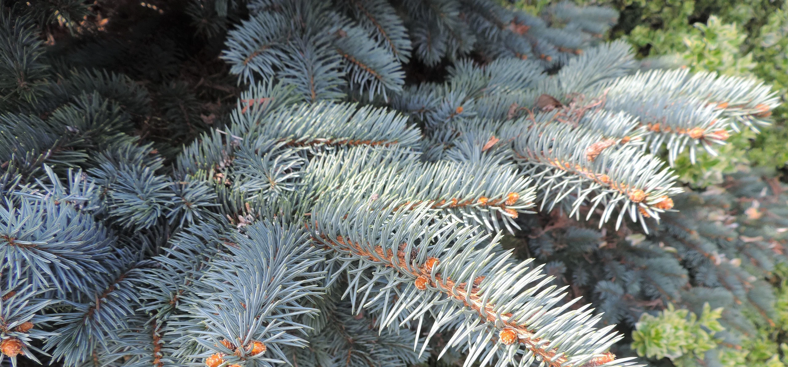 Blue Spruce