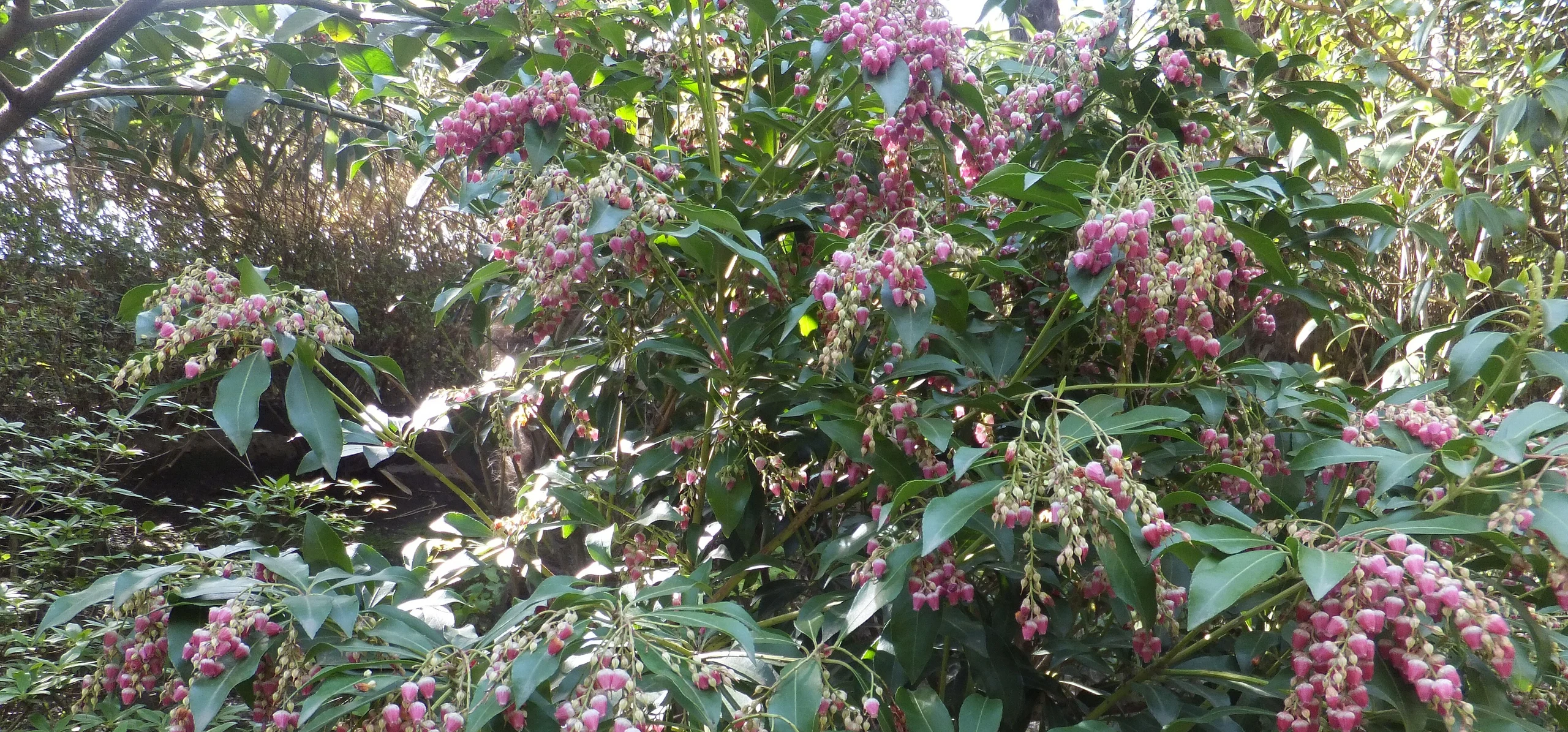 Japanese Pieris