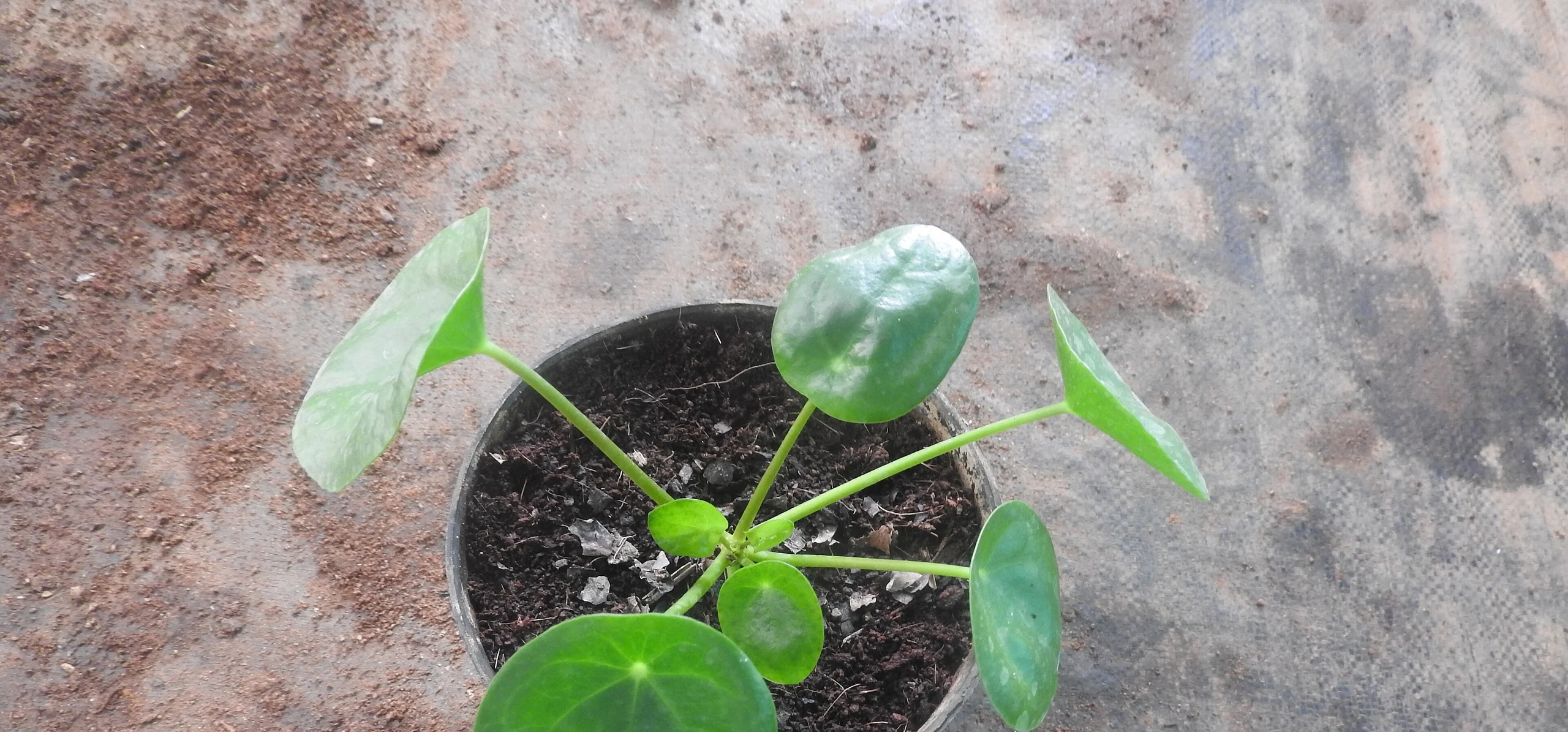 Chinese Money Plant