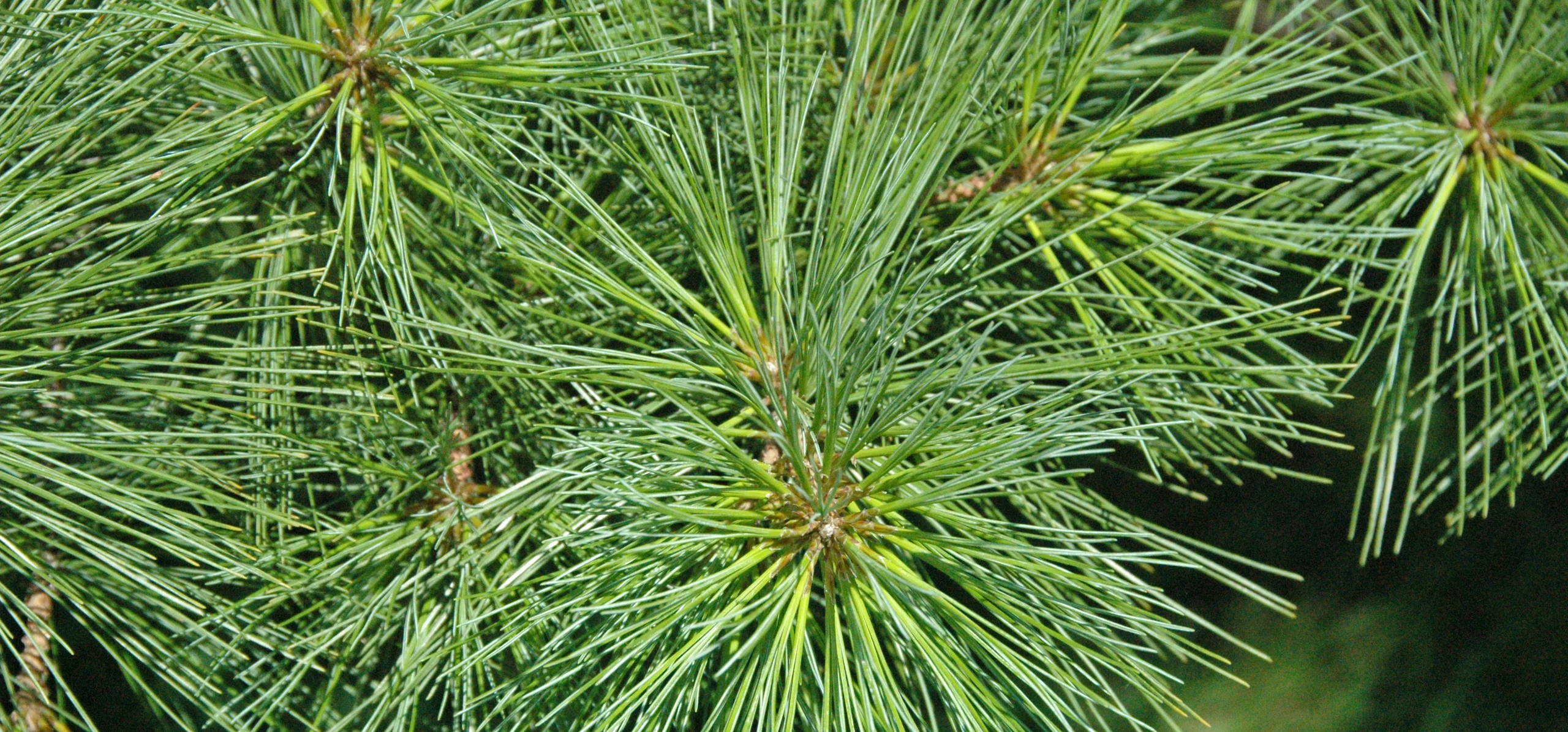 Eastern White Pine