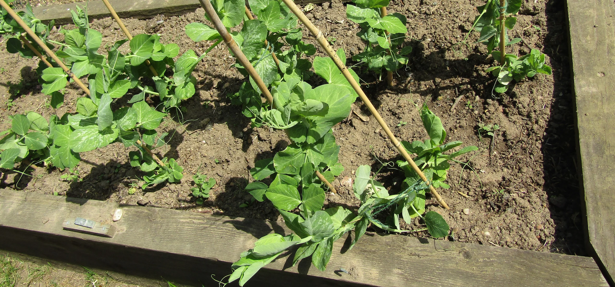 Garden Pea