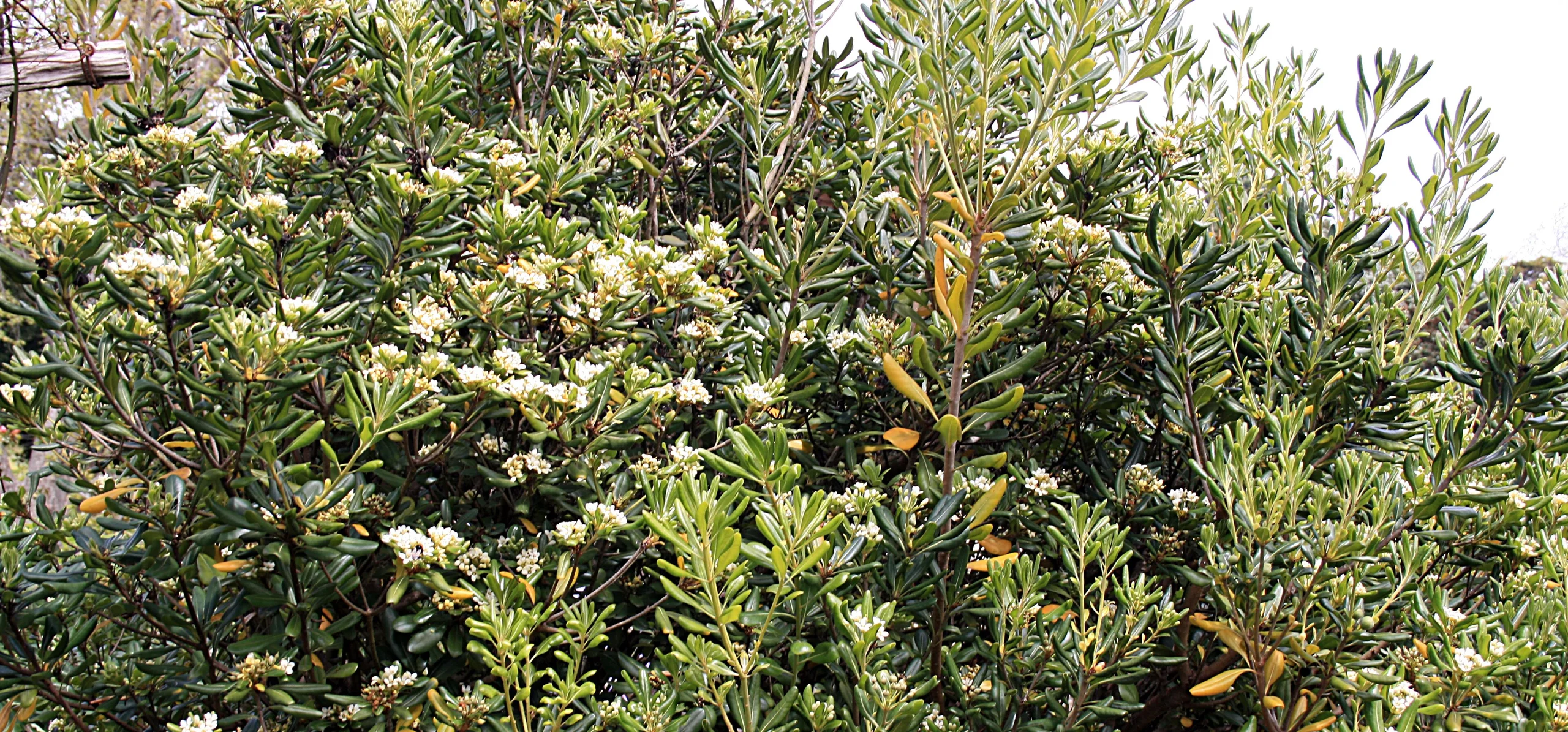 Japanese Pittosporum