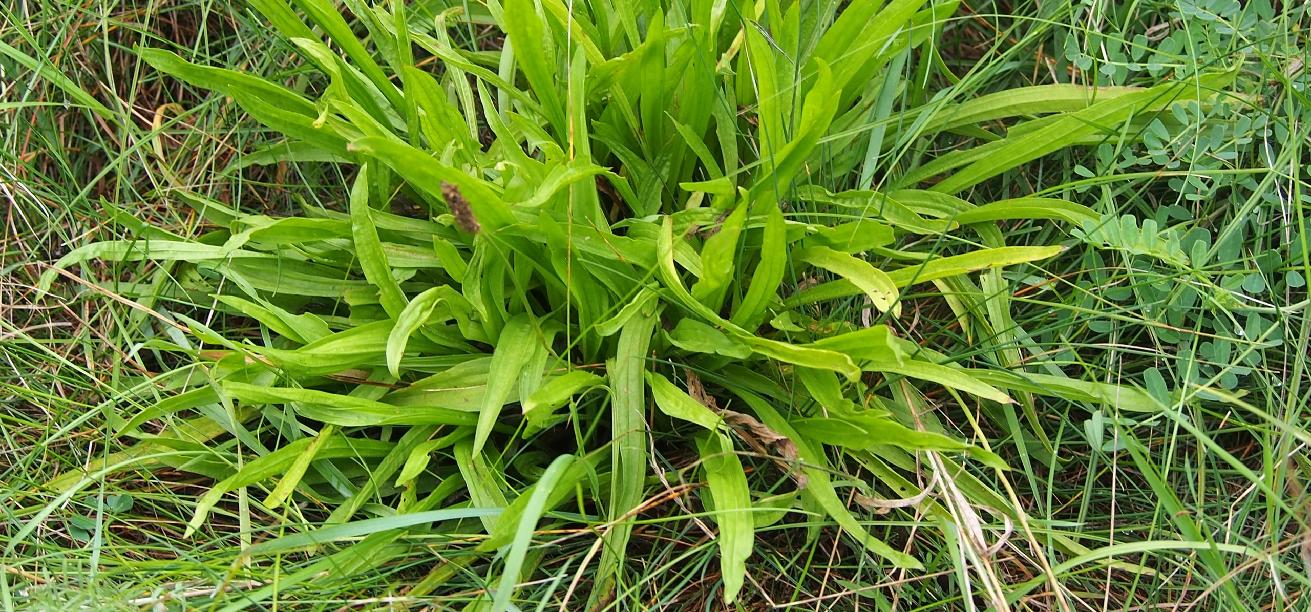 Narrowleaf Plantain