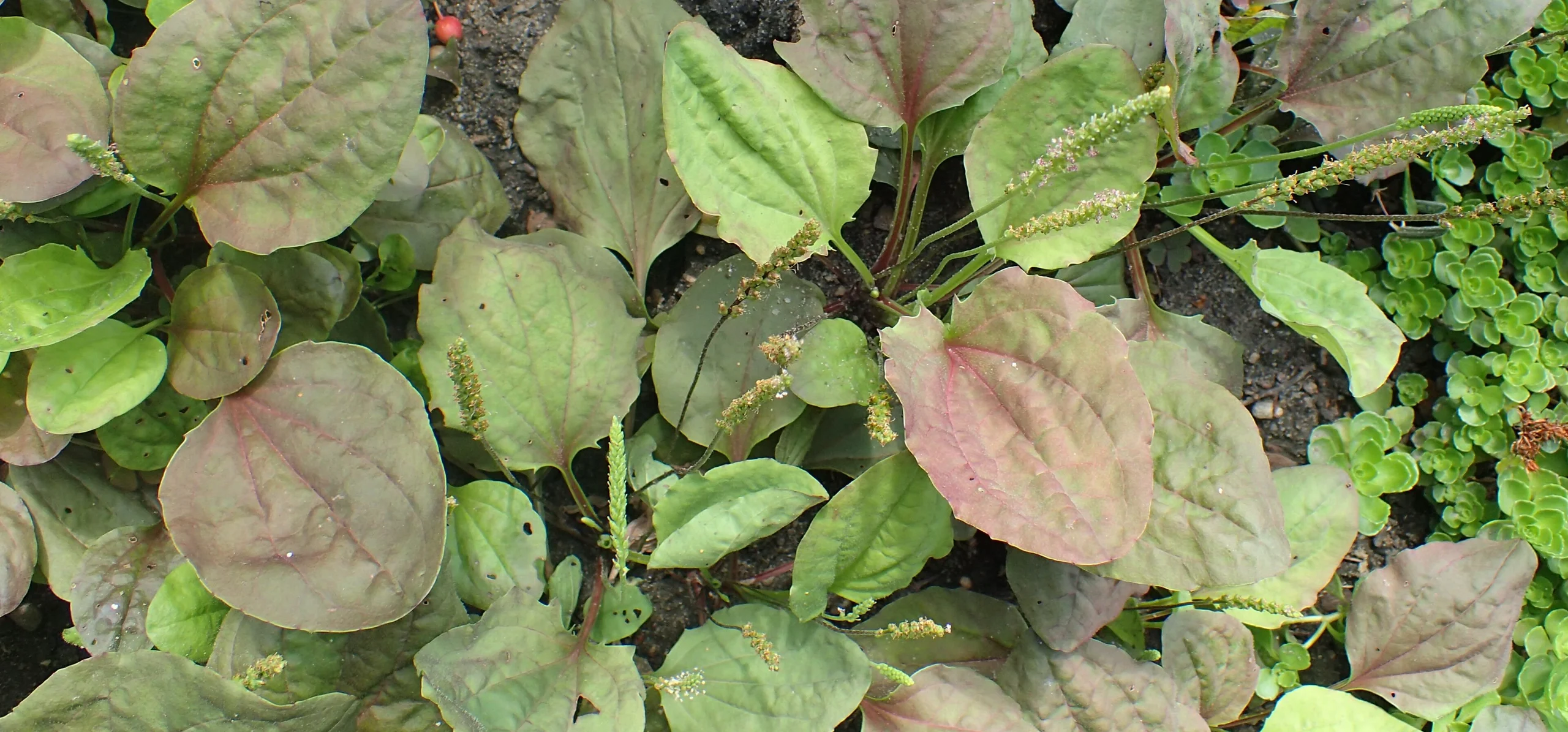 Broadleaf Plantain