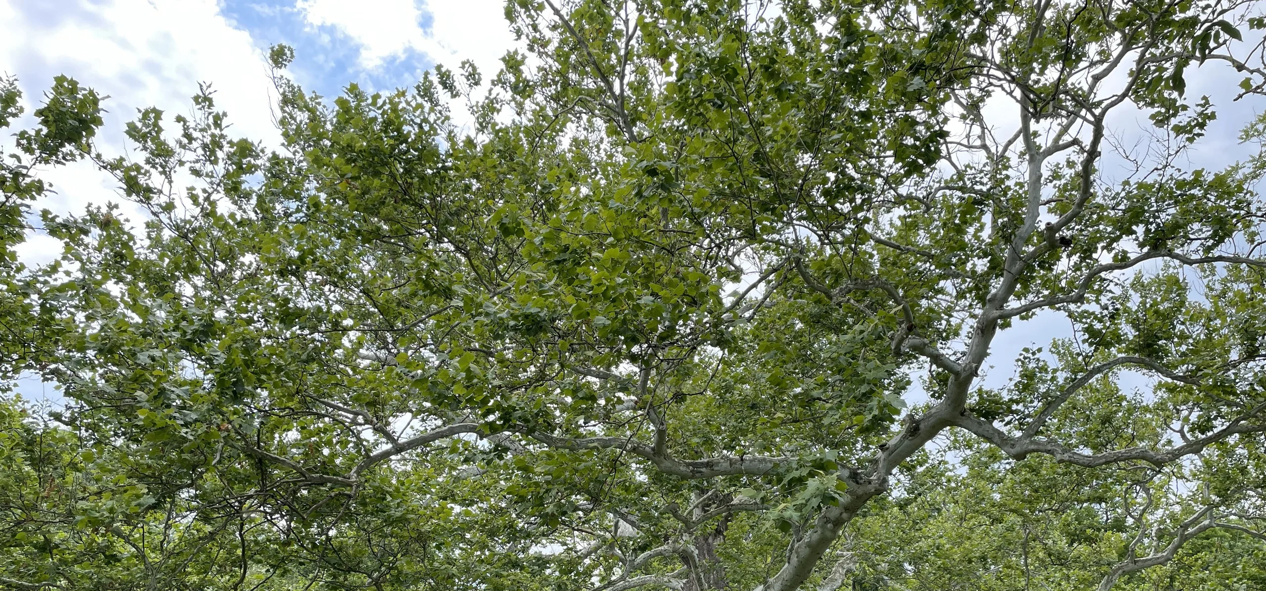 American Sycamore