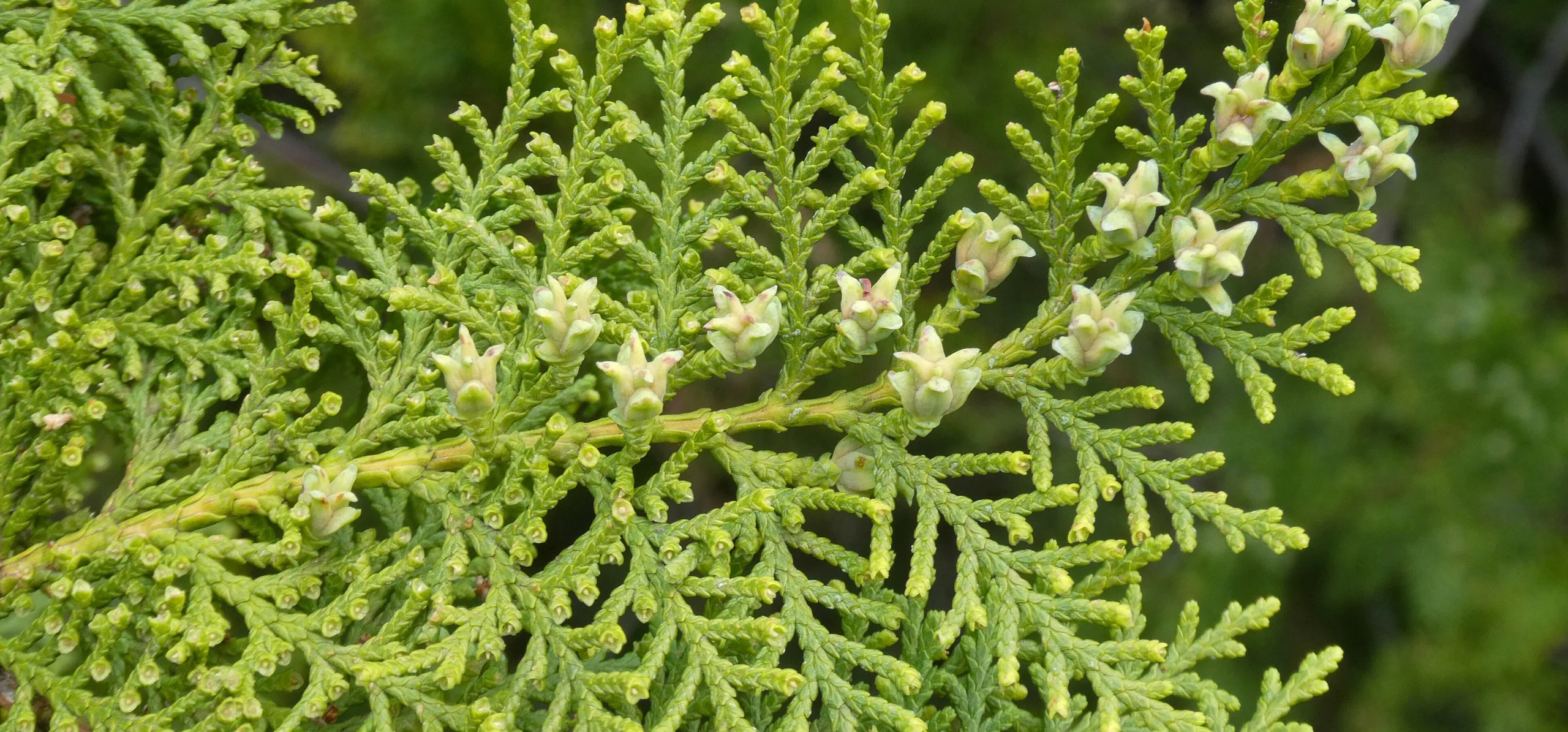 Oriental Arborvitae
