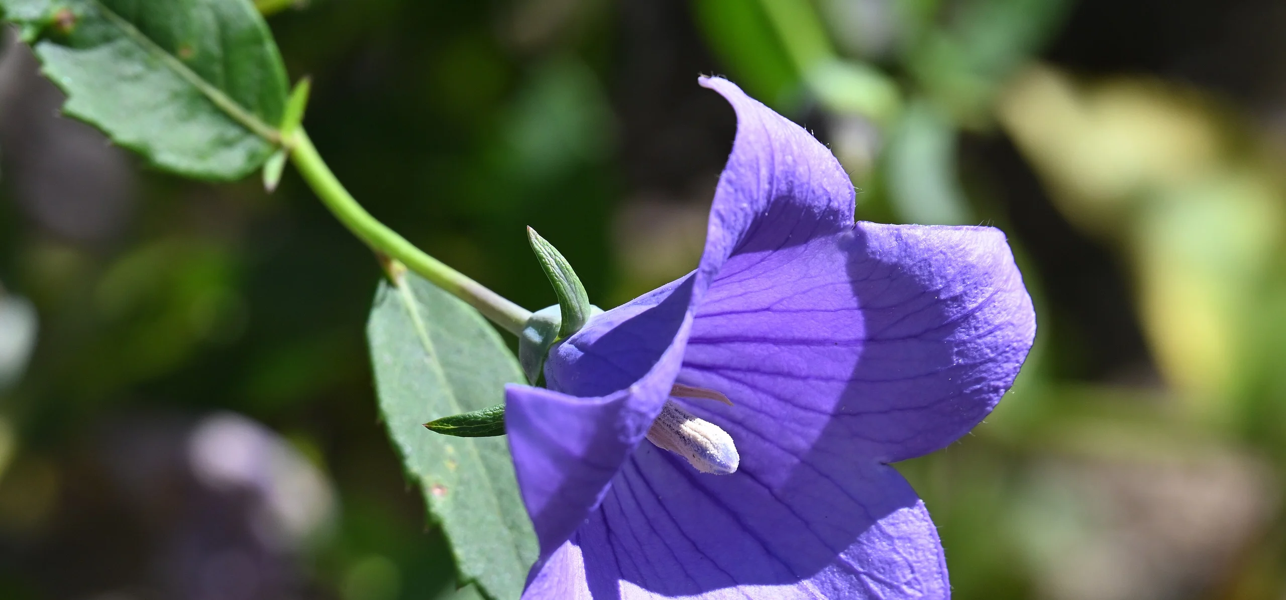 Balloon Flower
