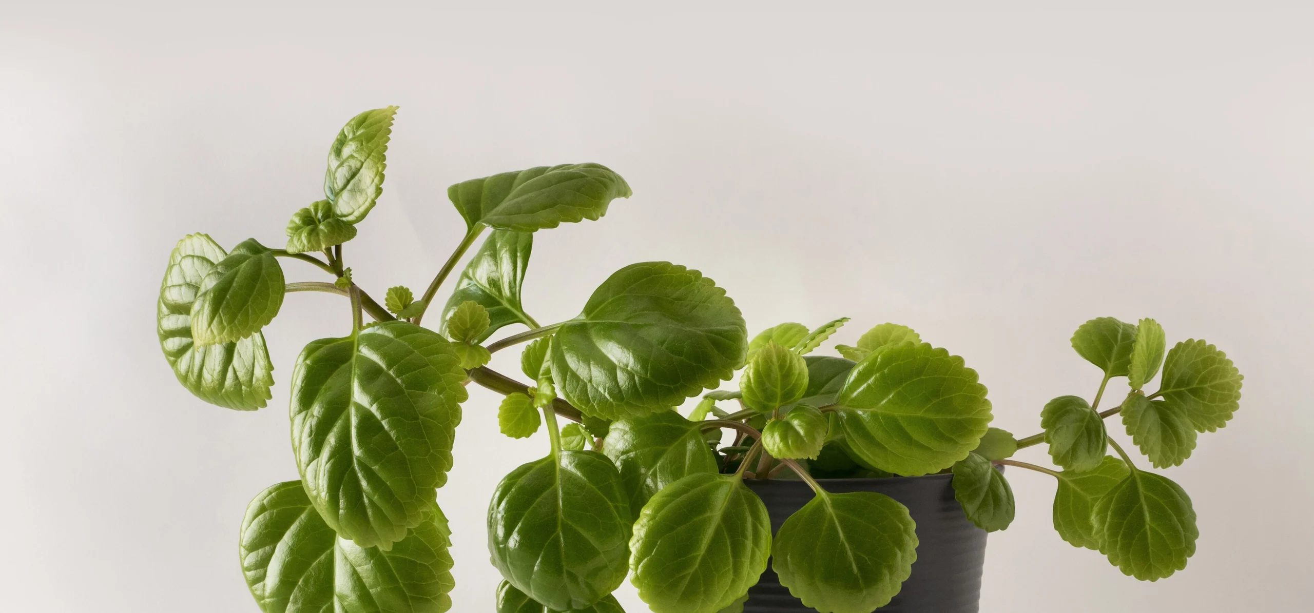 Swedish Ivy