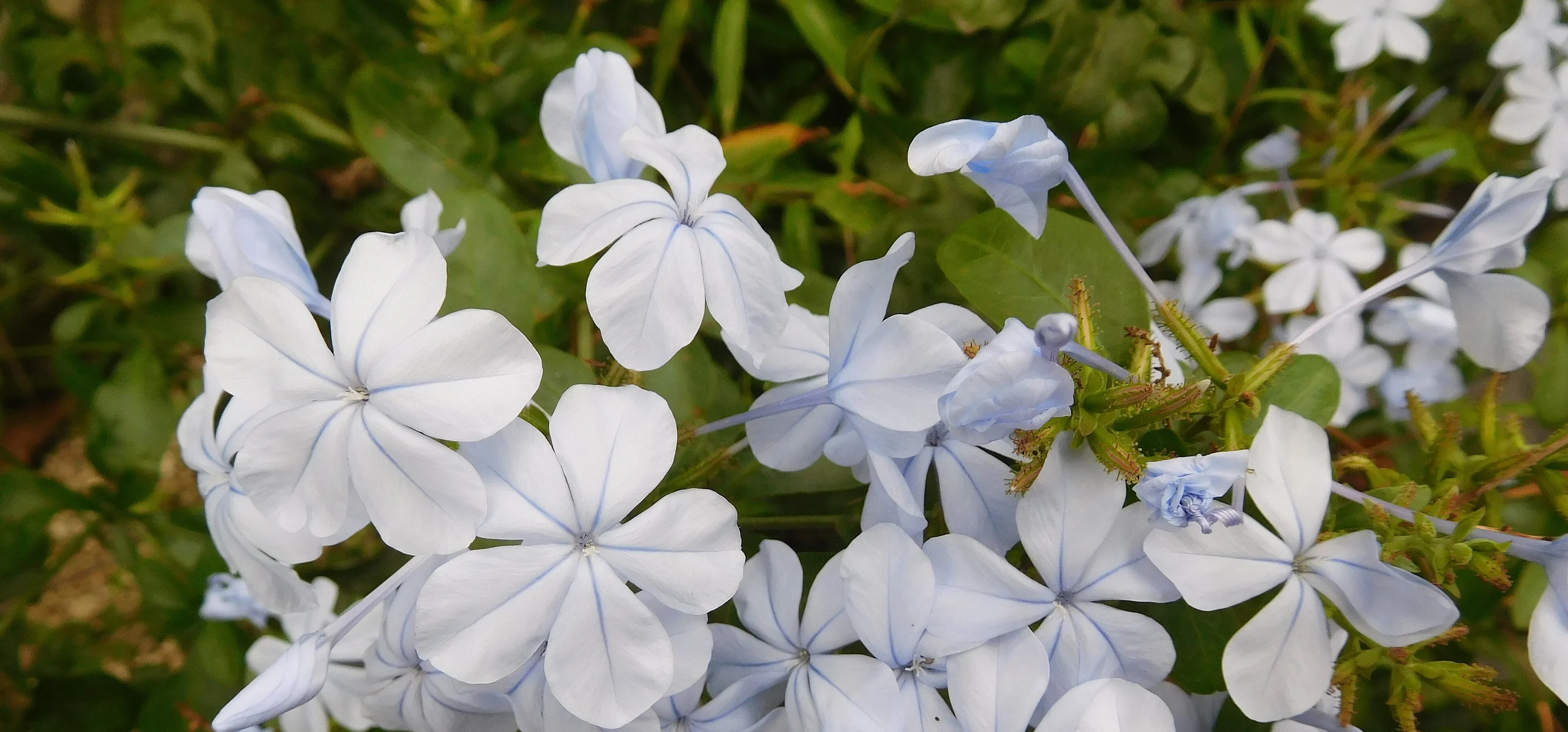 Cape Leadwort