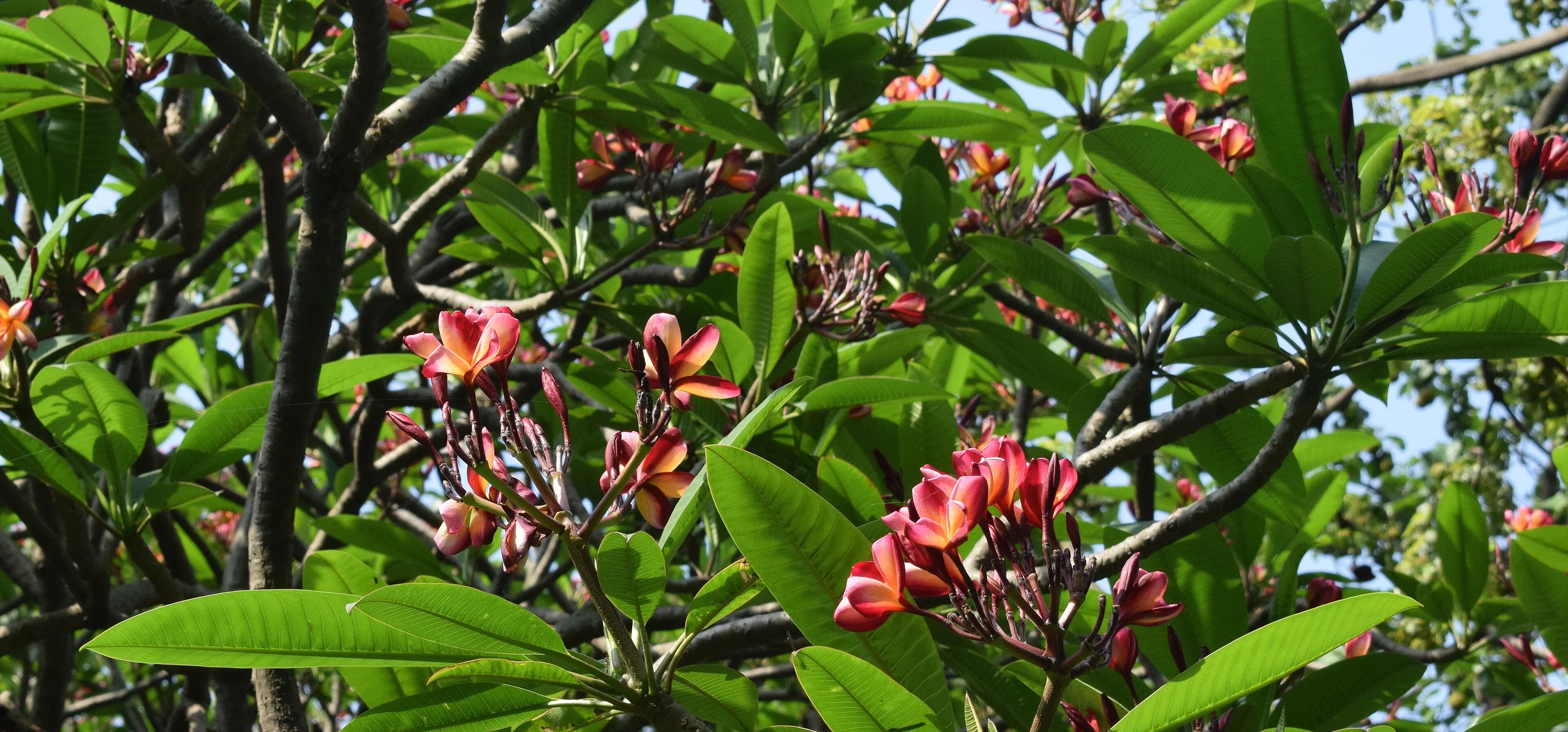 Red Frangipani