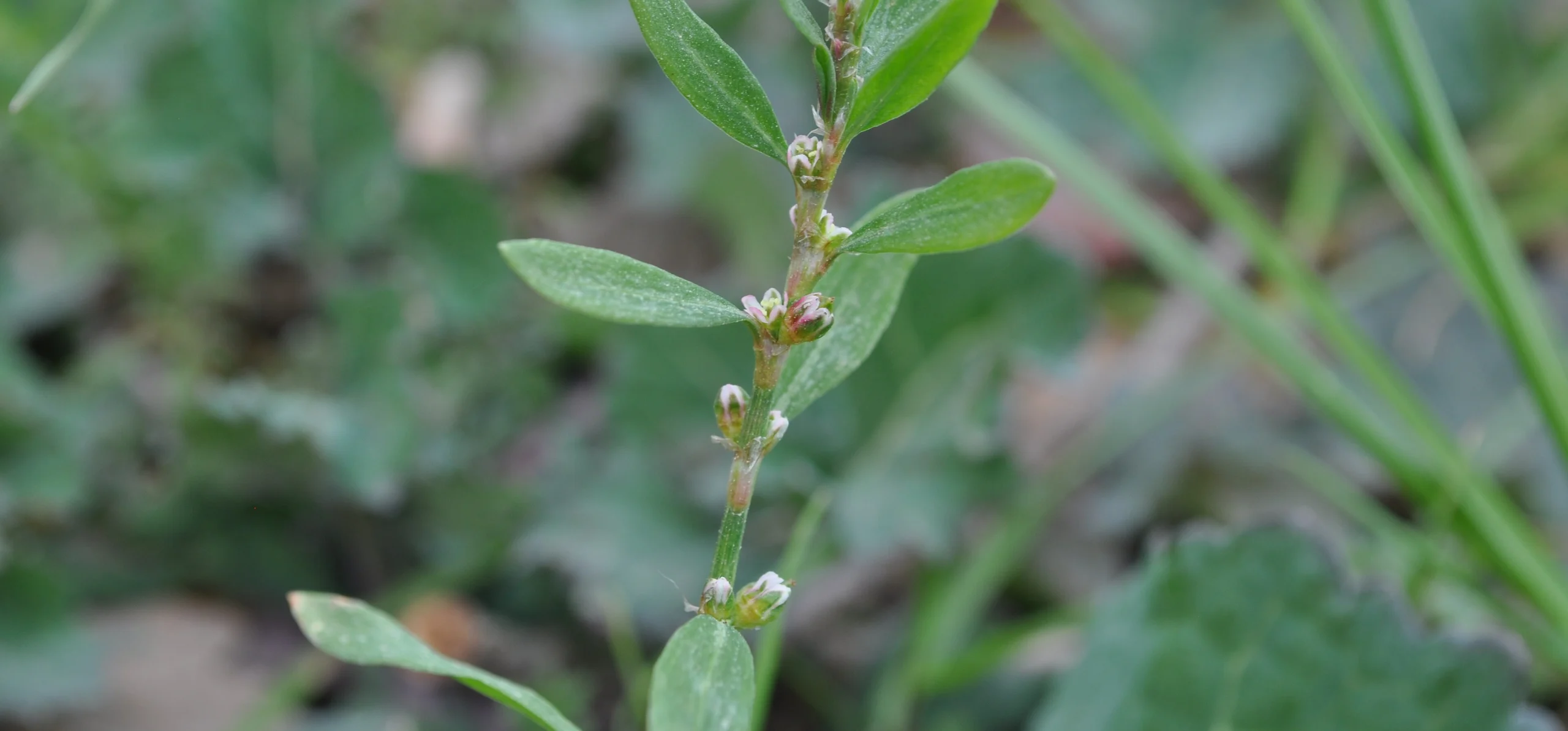 Common Knotgrass