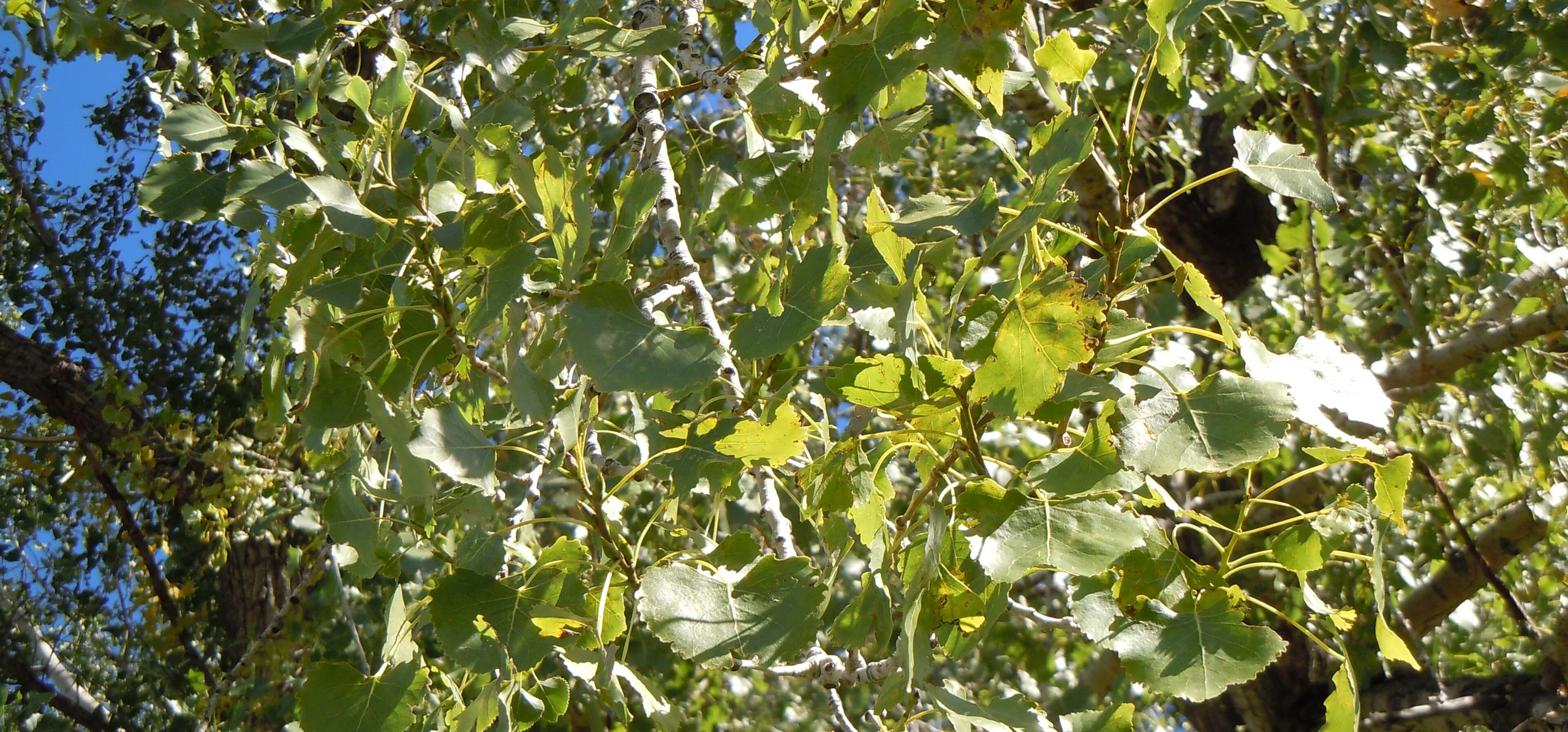 Eastern Cottonwood