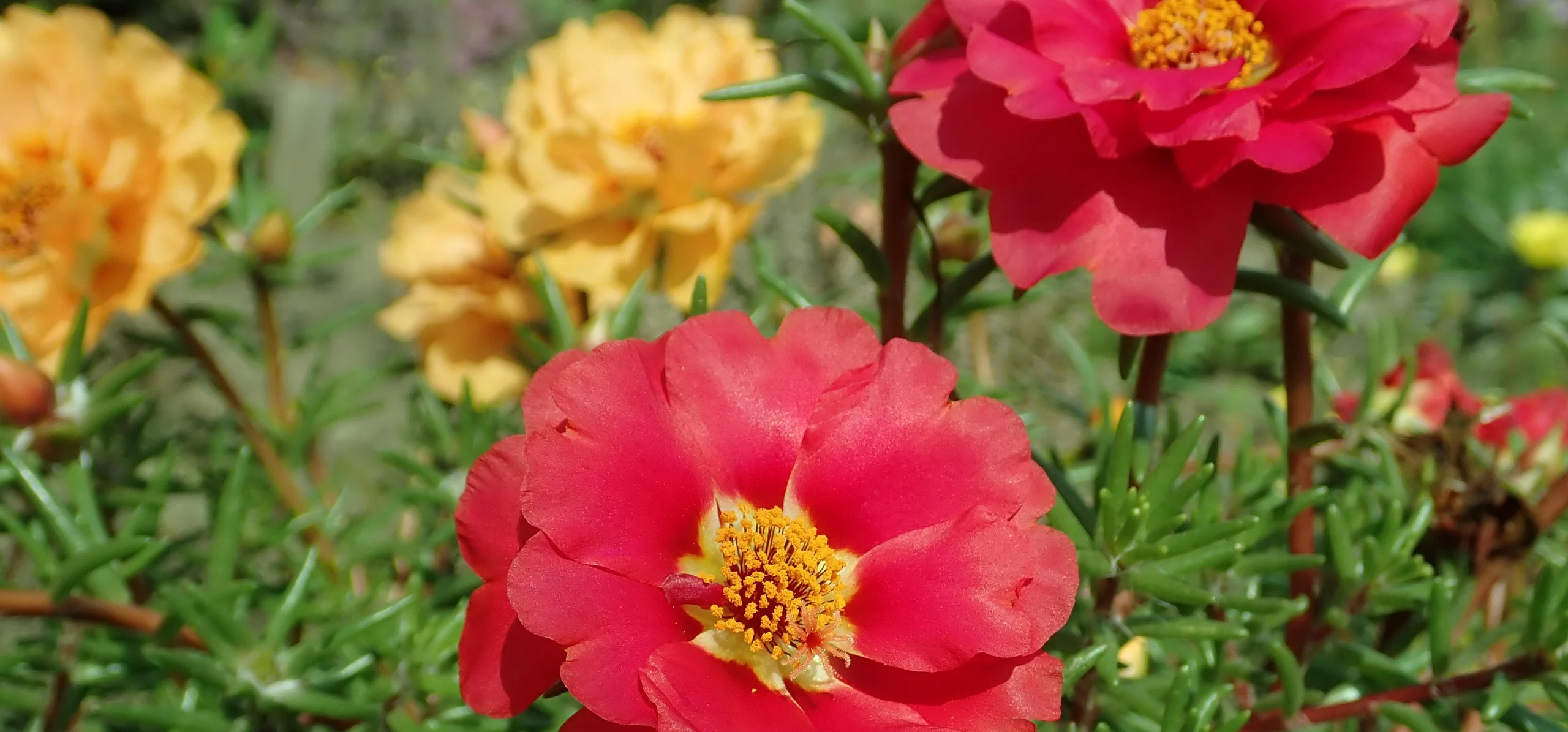 Moss Rose