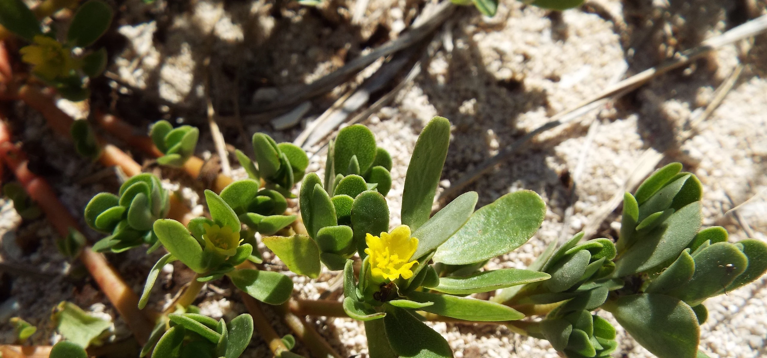 Common Purslane