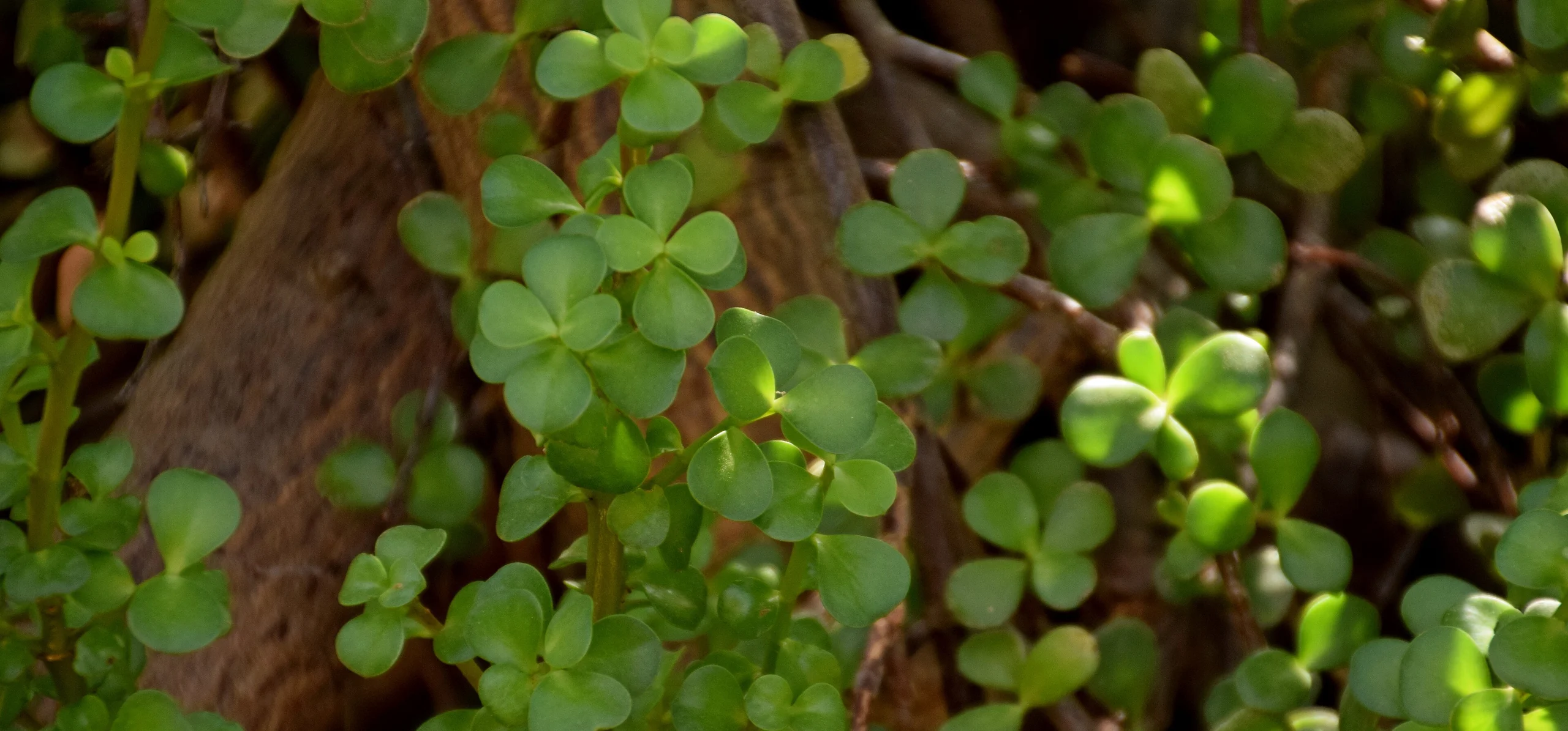 Elephant Bush