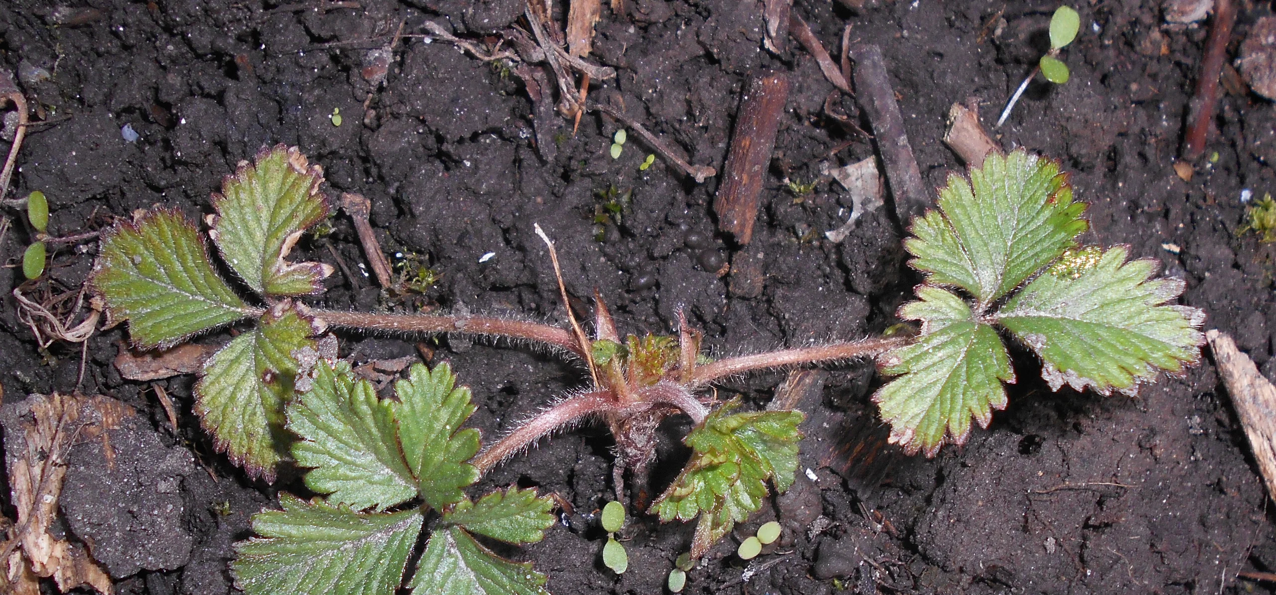 Mock Strawberry