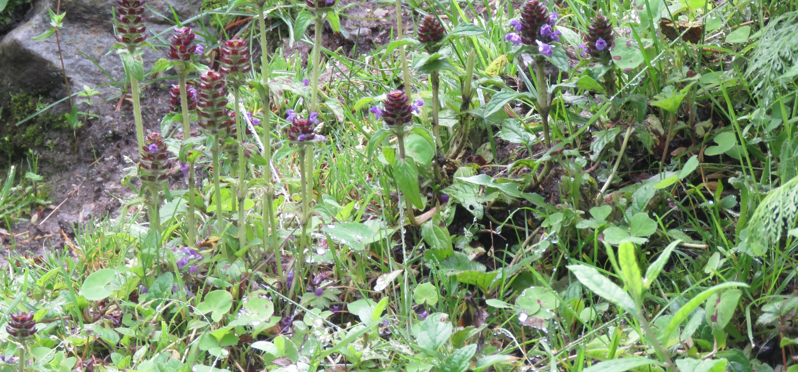 Common Self-Heal