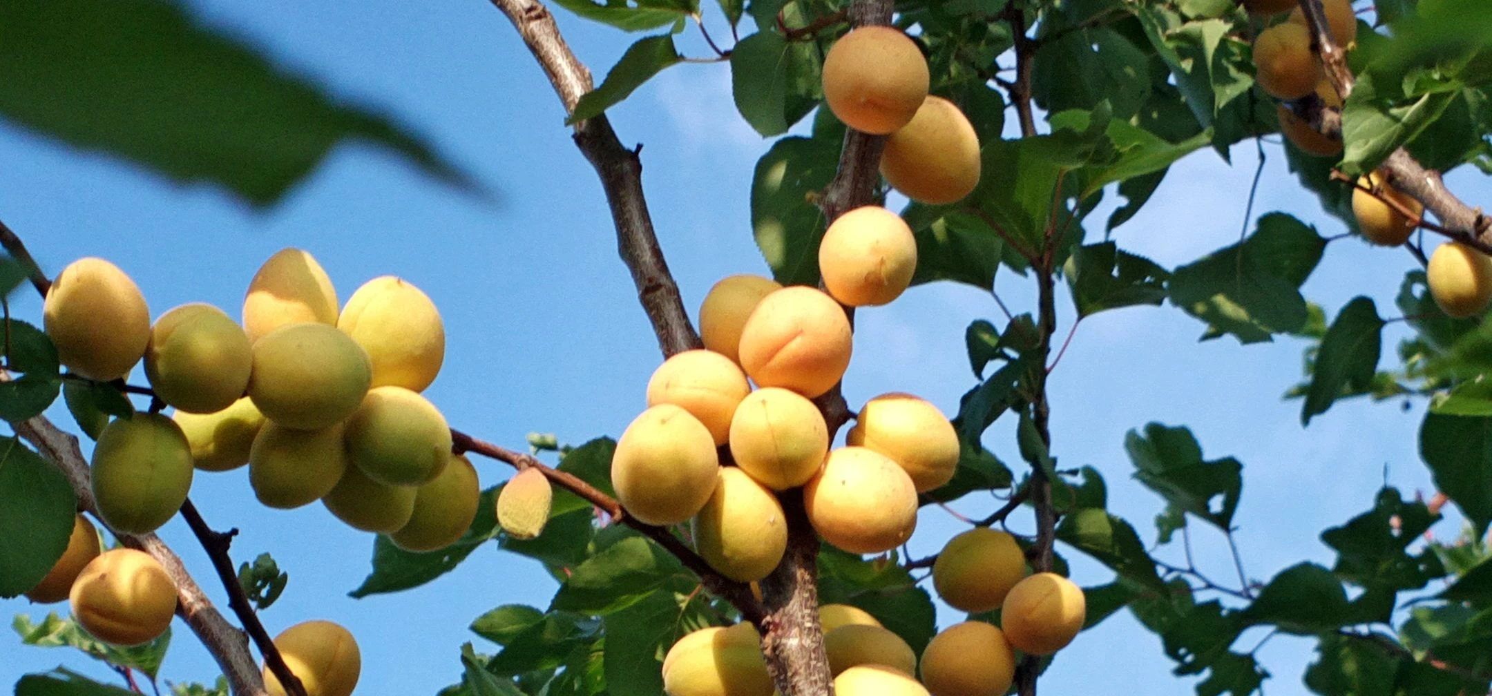 Apricot Tree