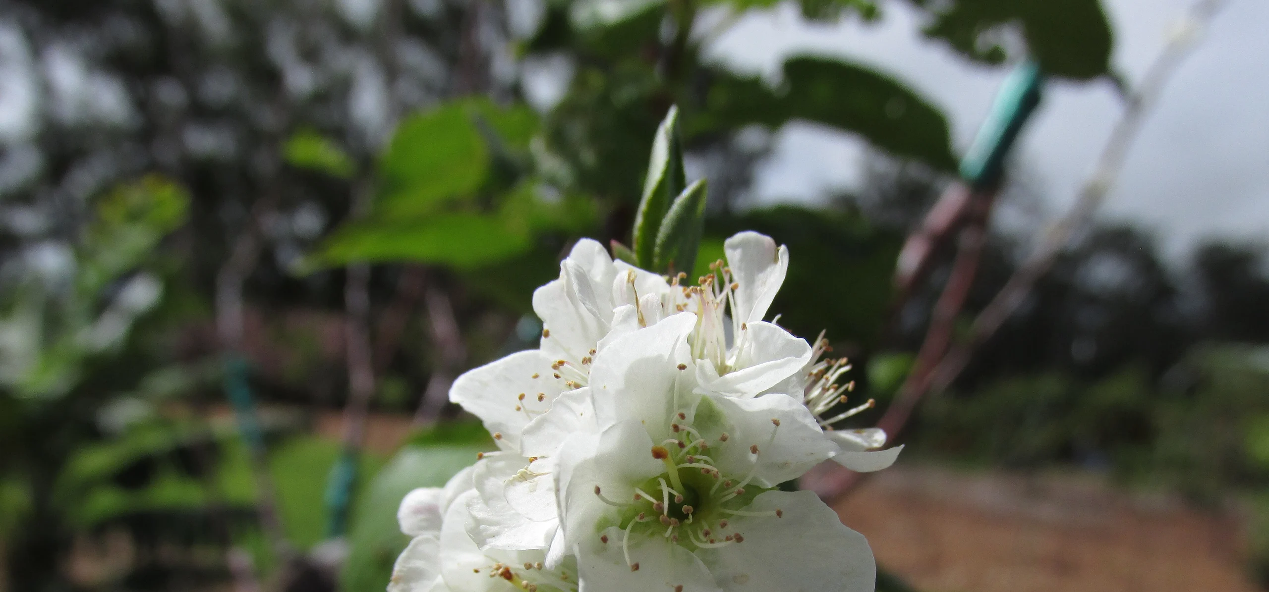 Cherry Plum