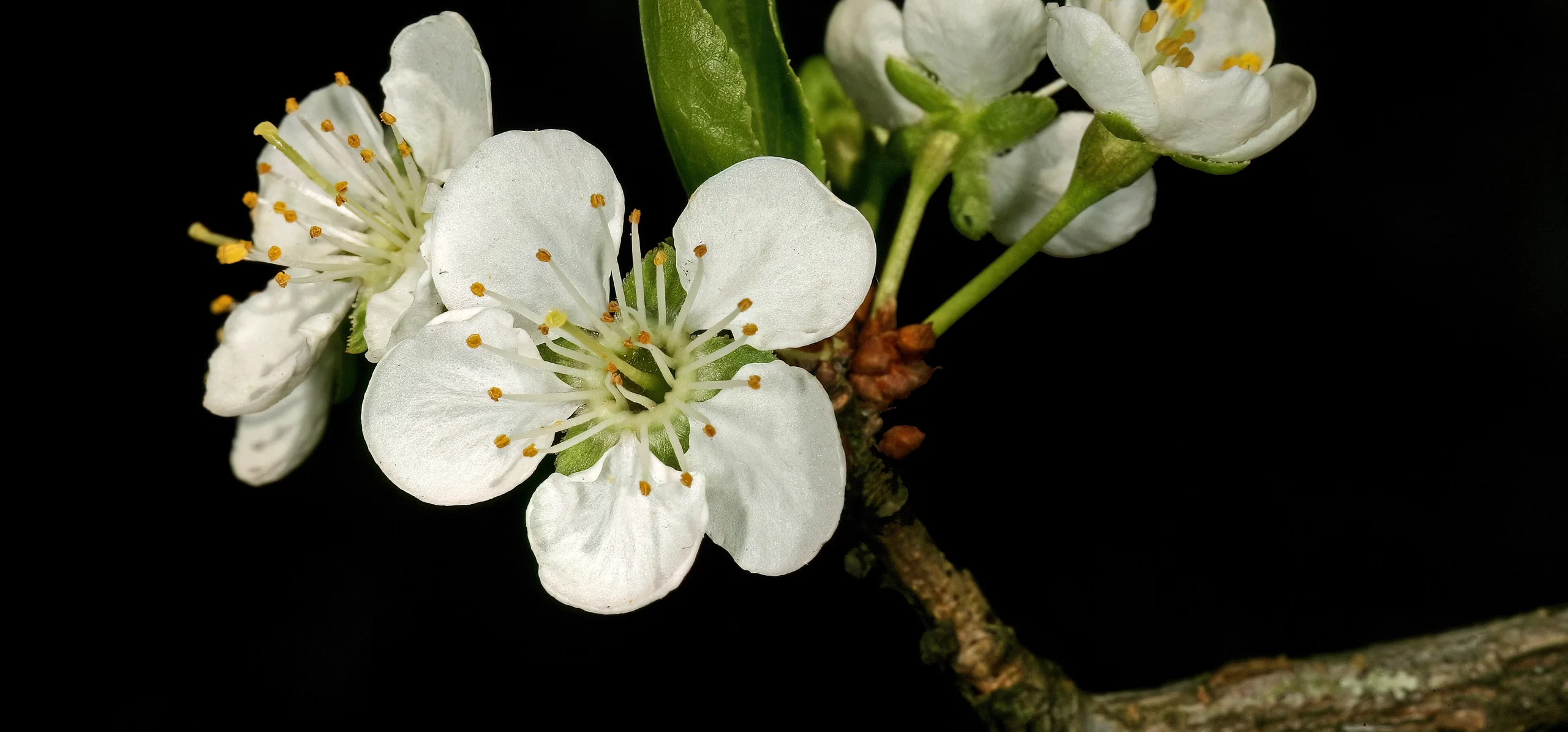 European Plum