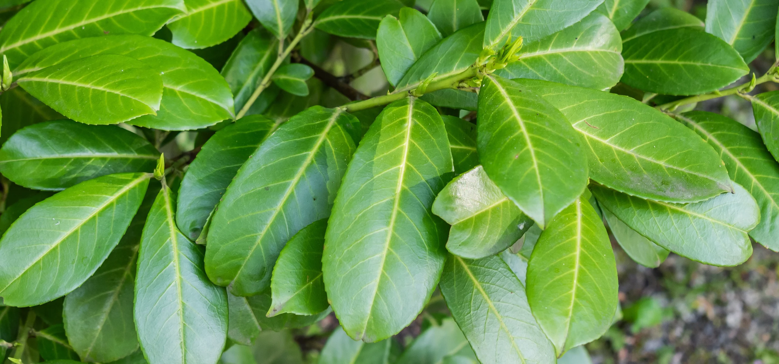 Cherry Laurel