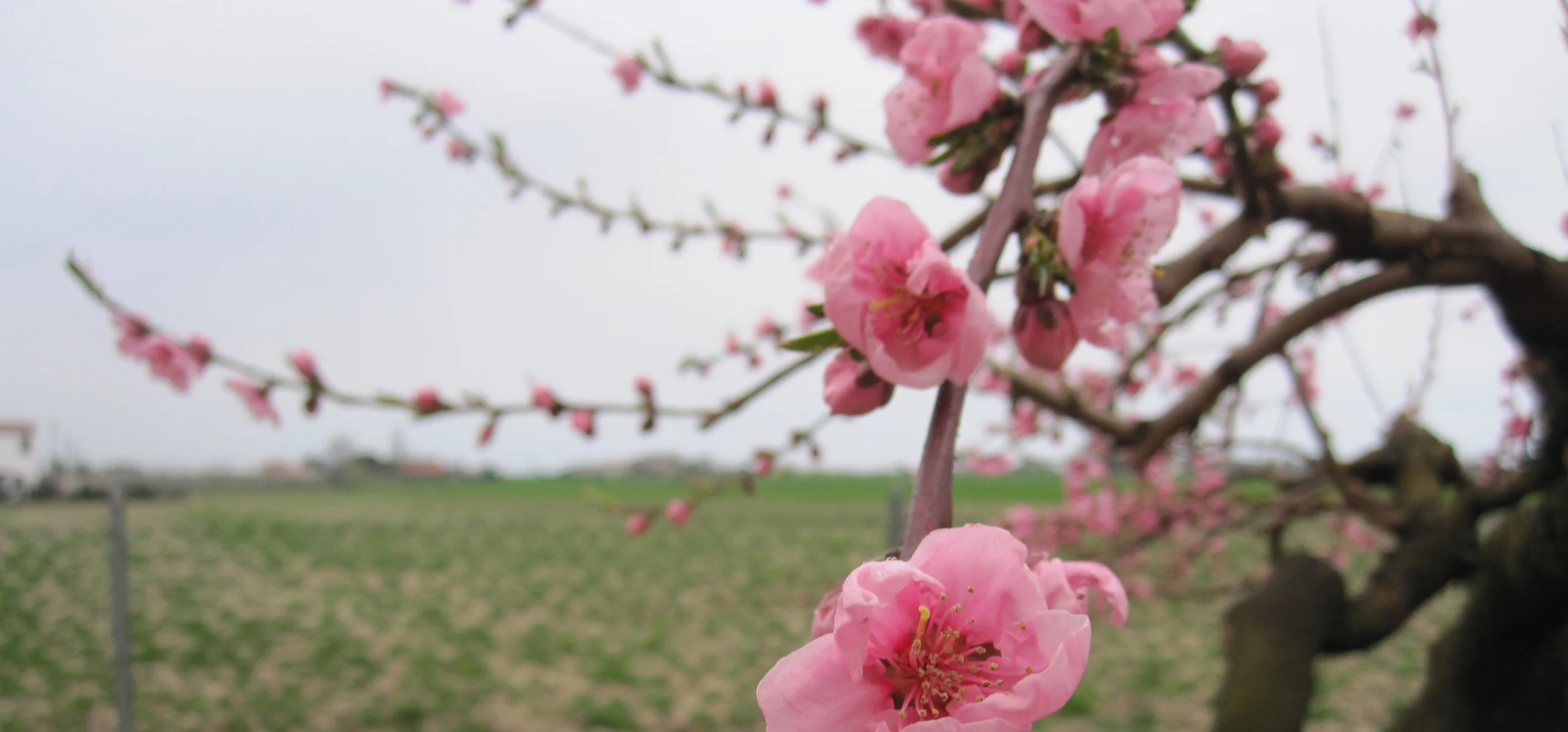 Peach Tree