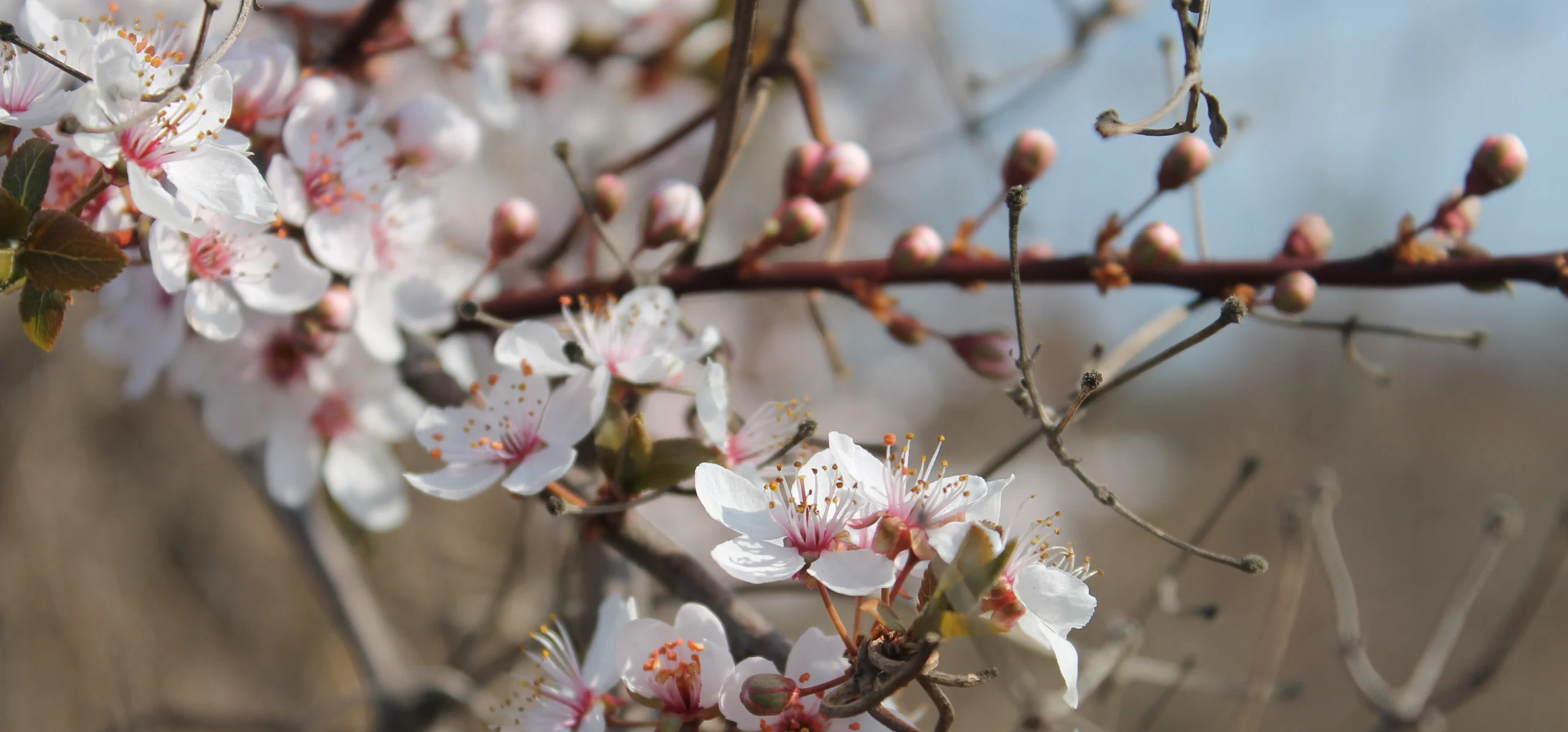 Japanese Cherry