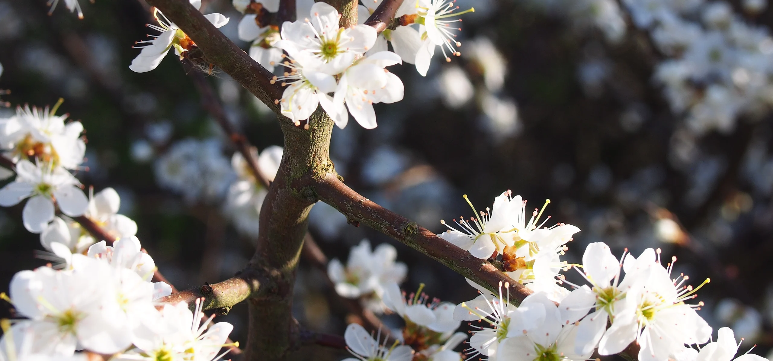Blackthorn