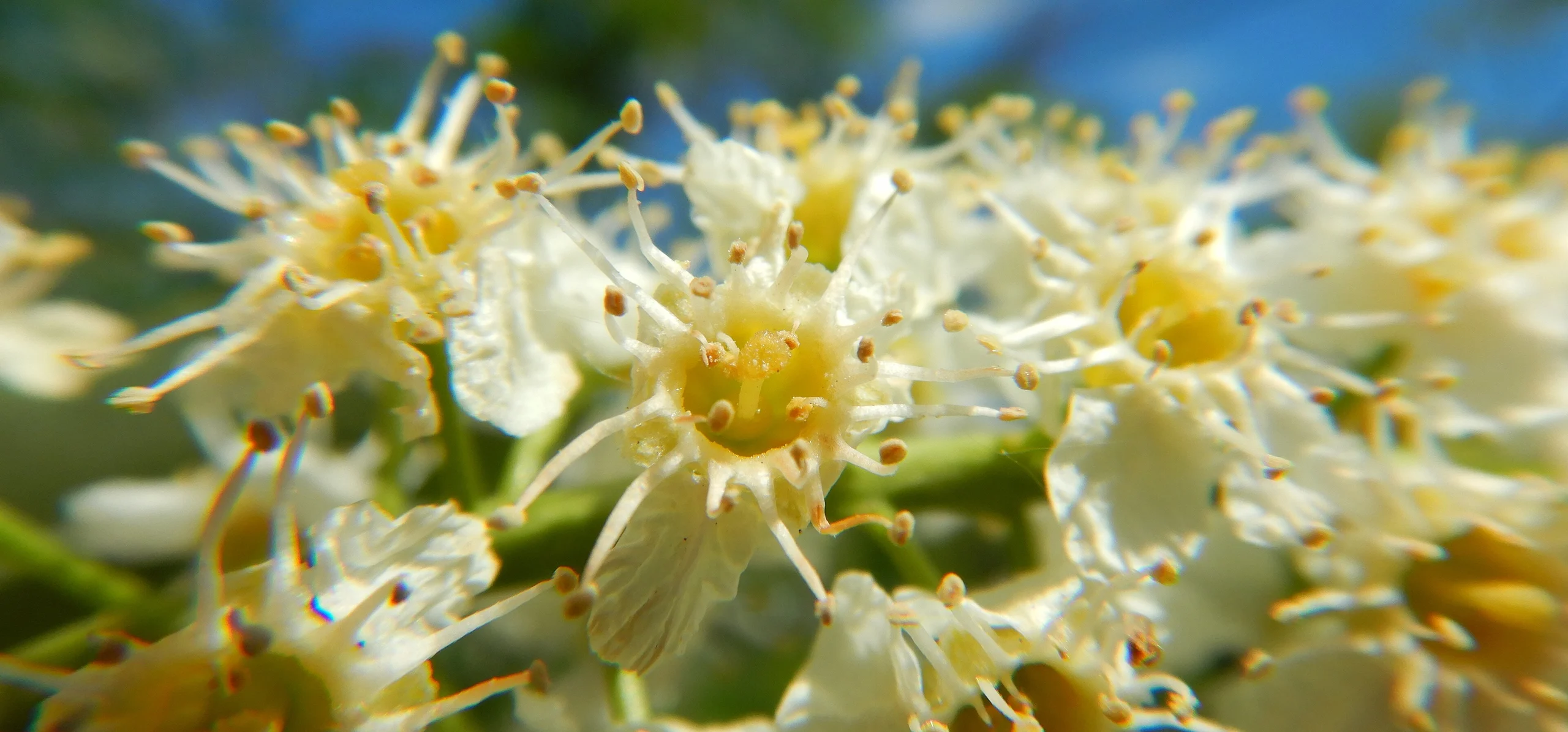 Chokecherry